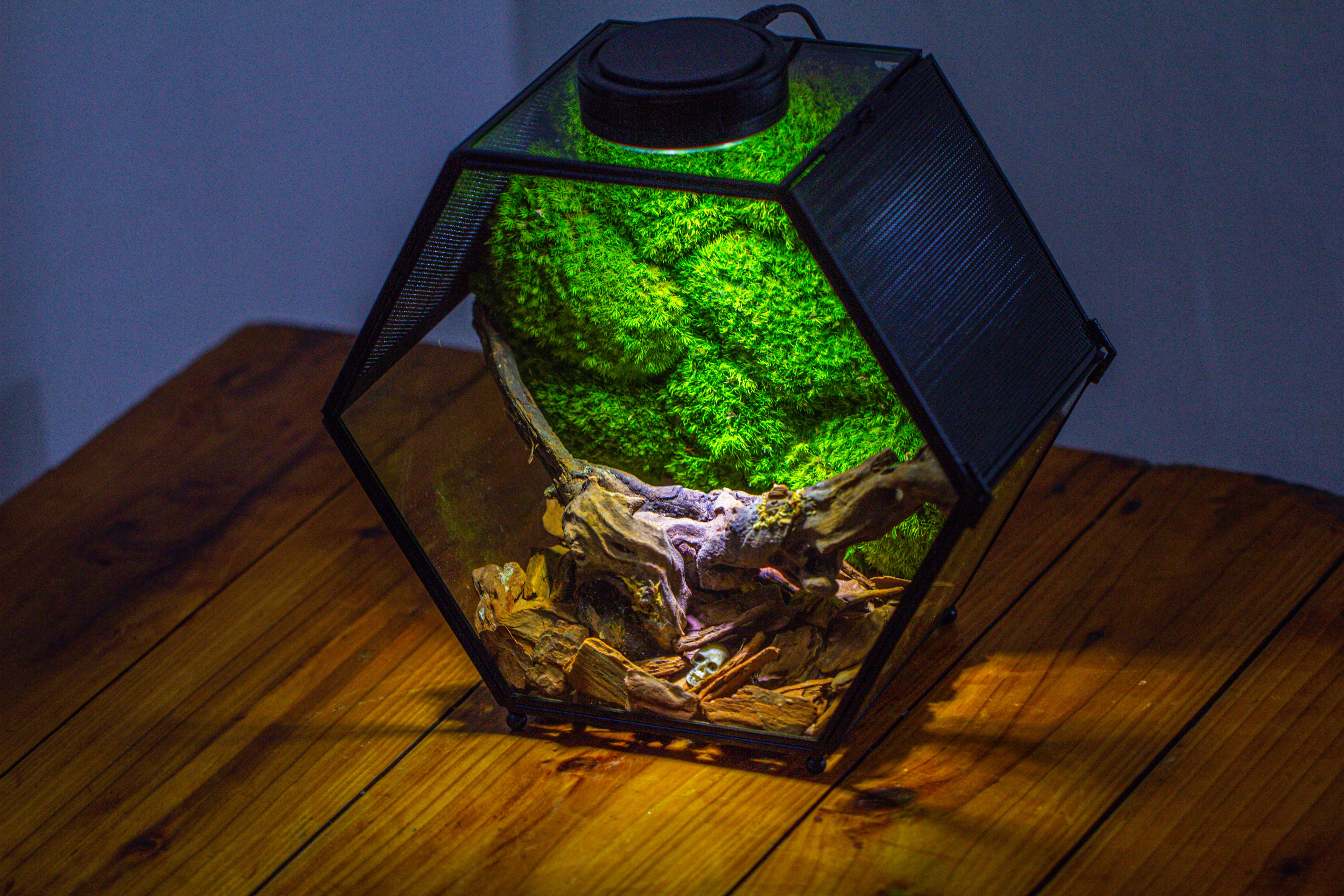 Handmade Hexagon Glass Geometric Terrarium Enclosure with Mesh Vents for Small Insects - NCYPgarden