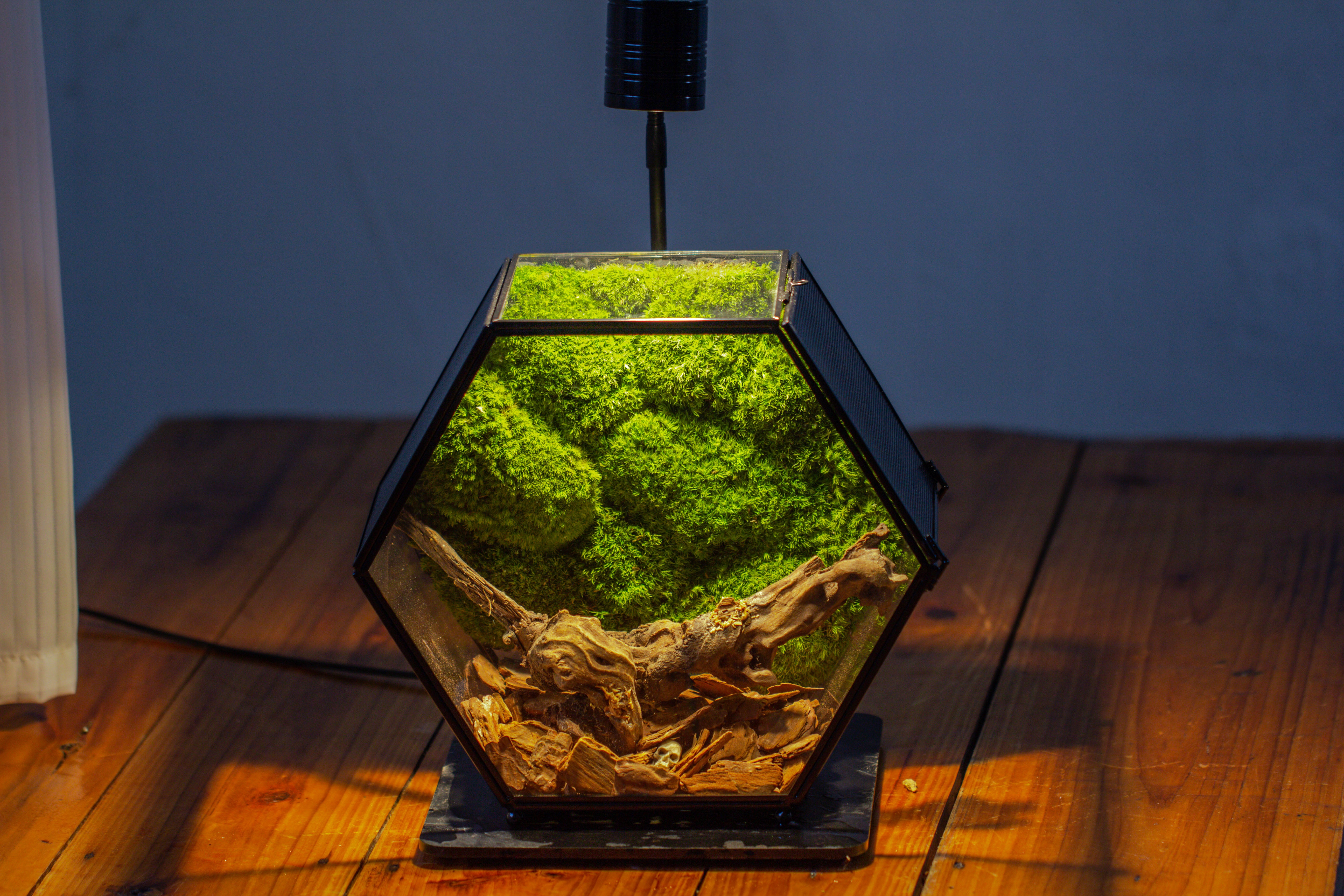 Handmade Hexagon Glass Geometric Terrarium Enclosure with Mesh Vents for Small Insects - NCYPgarden