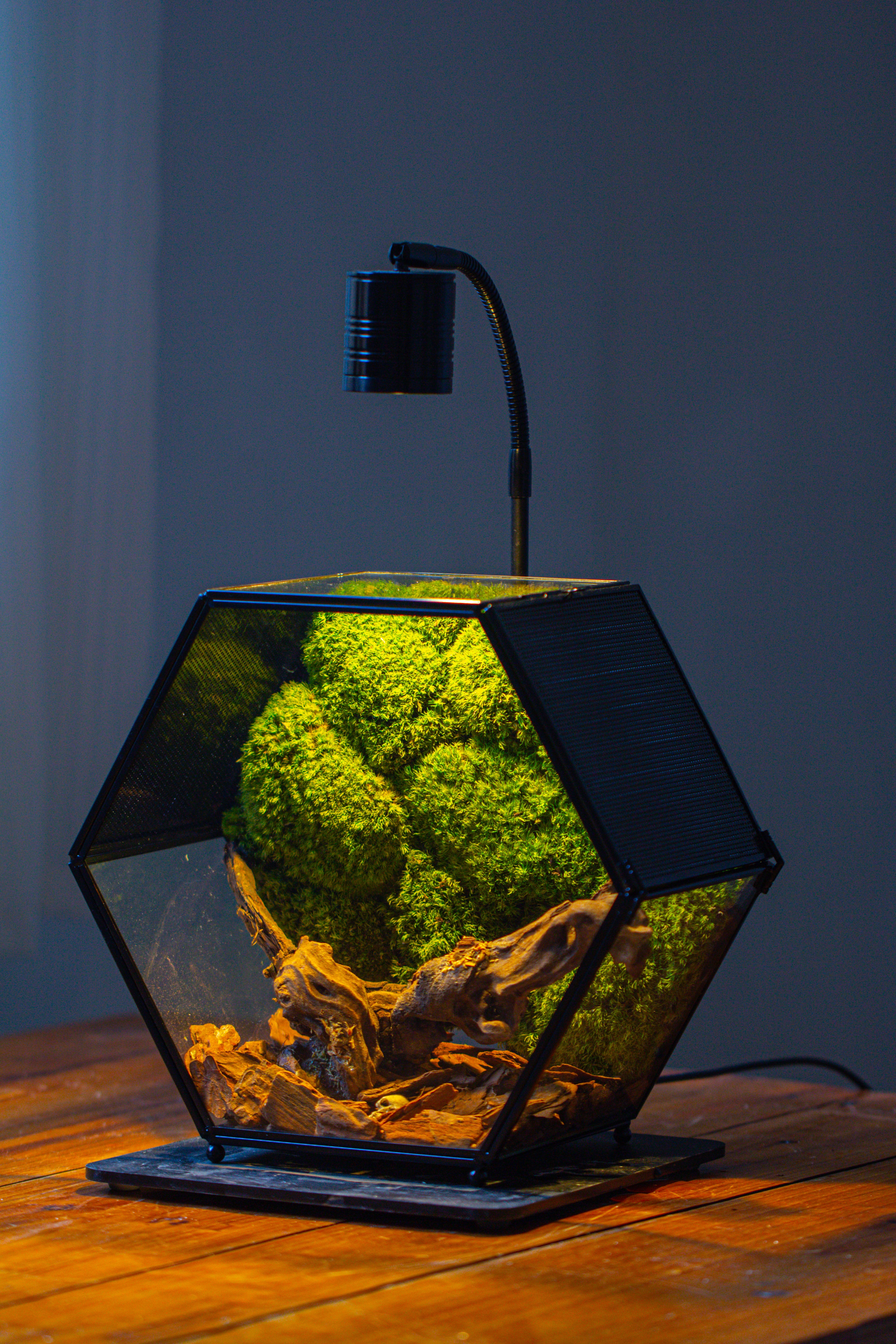 Handmade Hexagon Glass Geometric Terrarium Enclosure with Mesh Vents for Small Insects - NCYPgarden