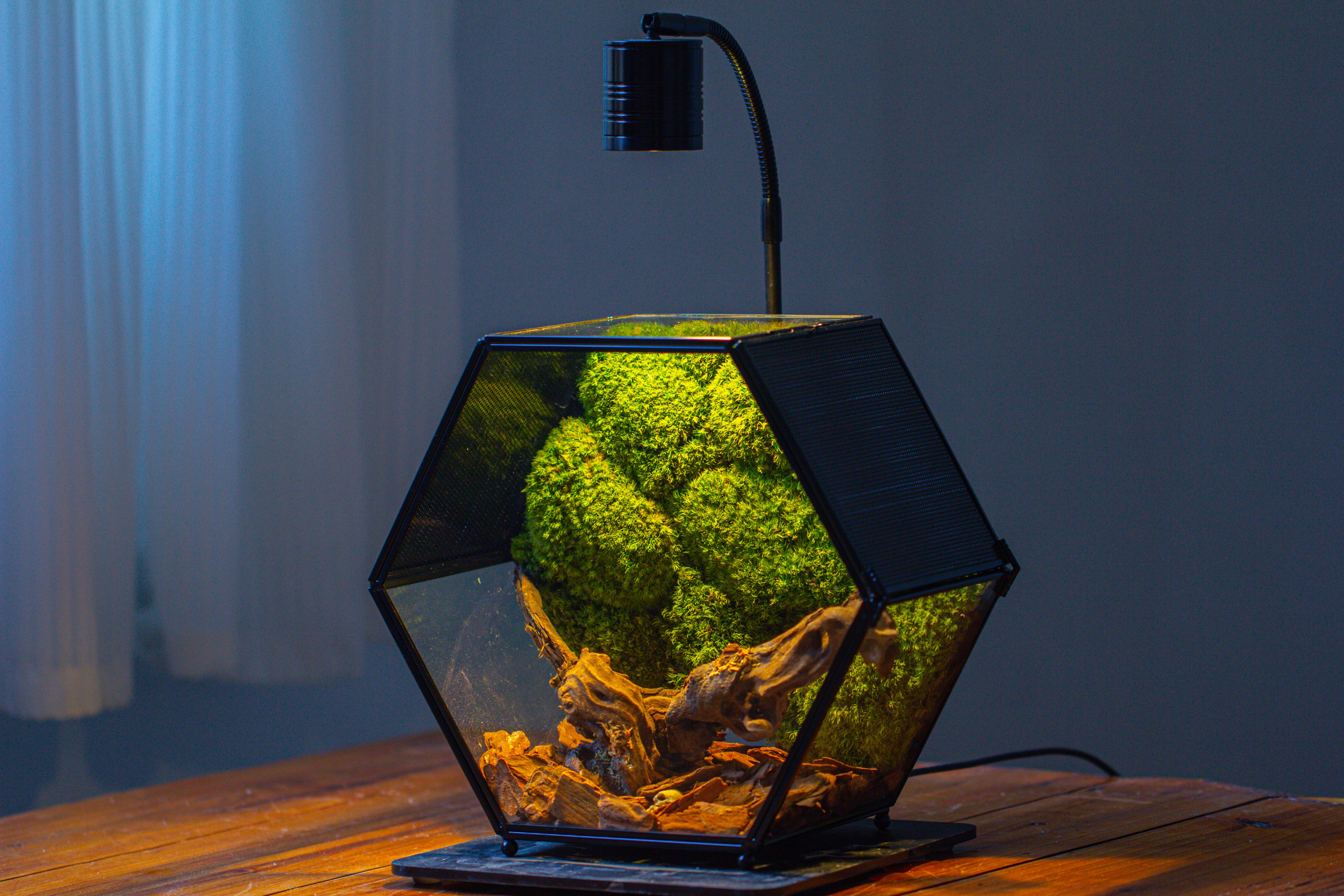 Handmade Hexagon Glass Geometric Terrarium Enclosure with Mesh Vents for Small Insects - NCYPgarden