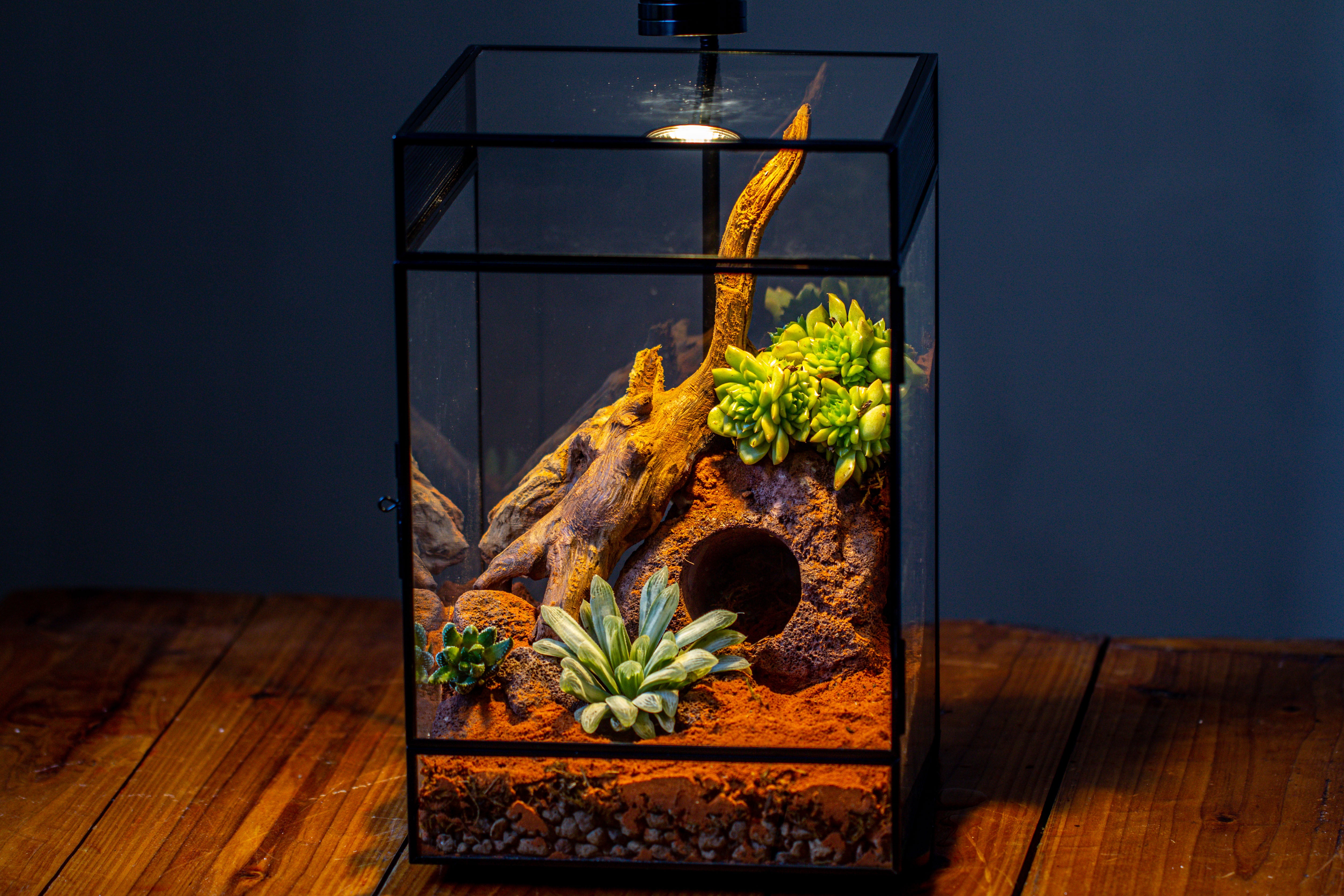 8x8x12 inches Large Handmade Glass Geometric Terrarium with Side Vent, for large insects - NCYPgarden