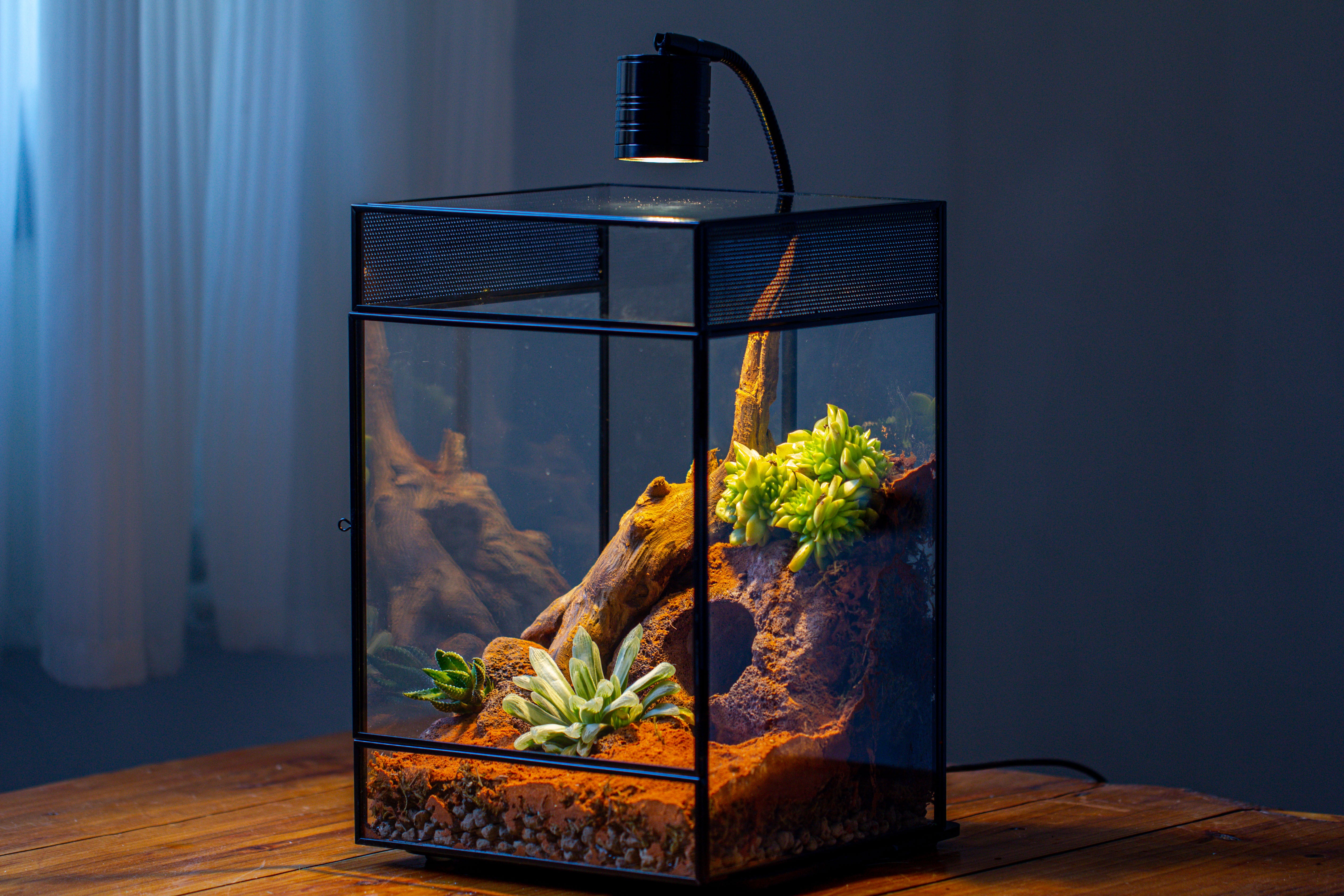 8x8x12 inches Large Handmade Glass Geometric Terrarium with Side Vent, for large insects - NCYPgarden