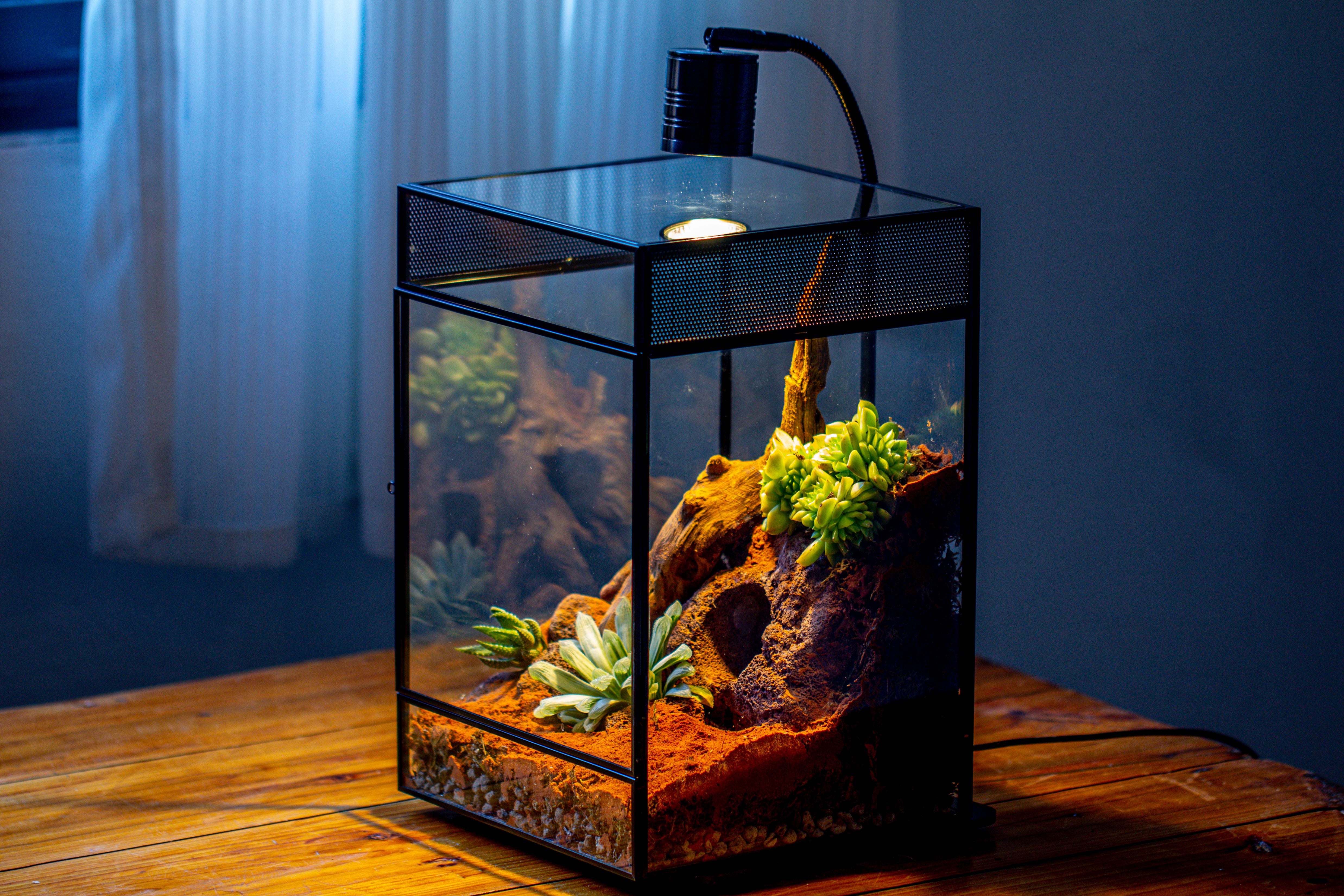 8x8x12 inches Large Handmade Glass Geometric Terrarium with Side Vent, for large insects - NCYPgarden