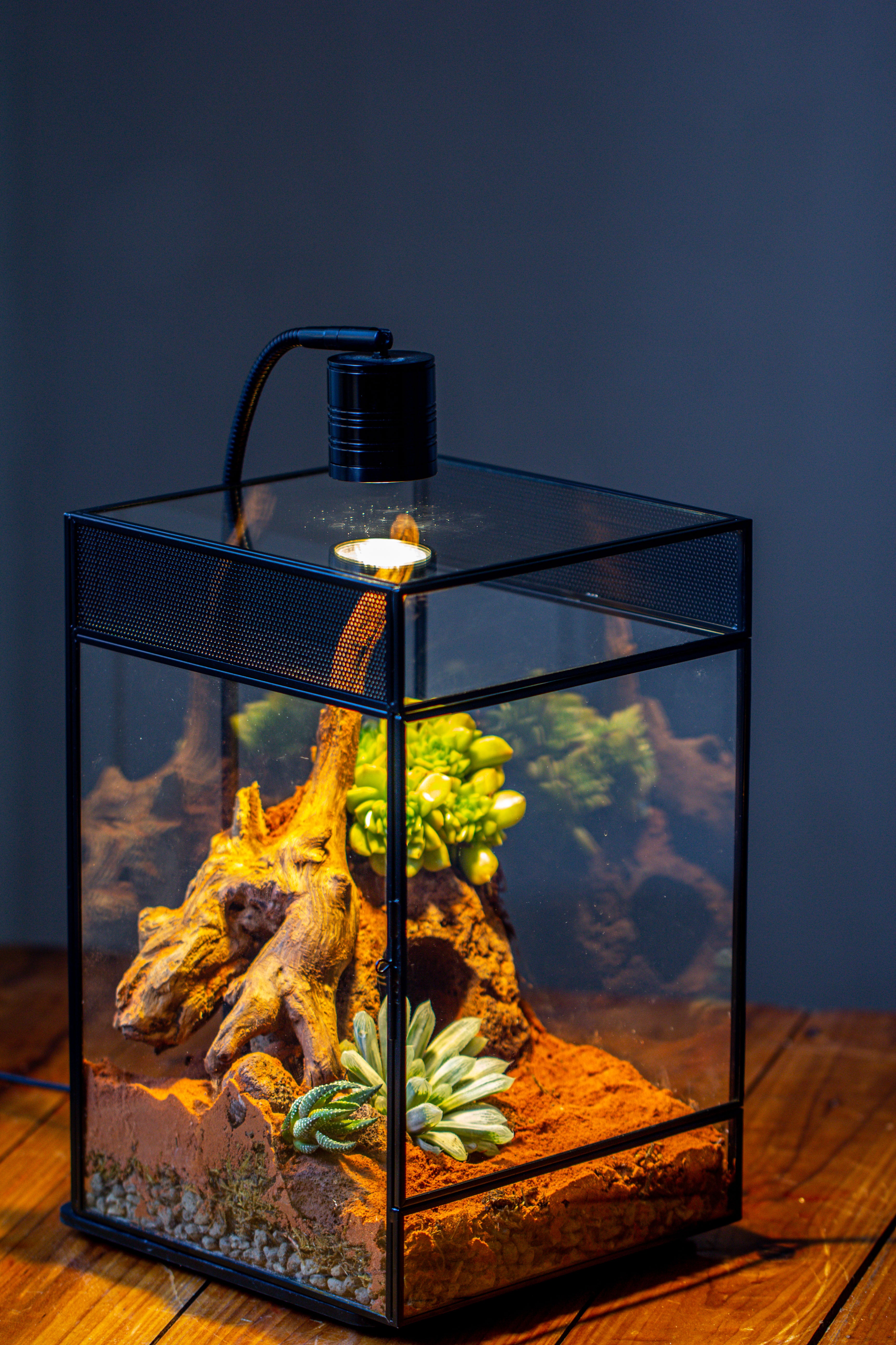 8x8x12 inches Large Handmade Glass Geometric Terrarium with Side Vent, for large insects - NCYPgarden