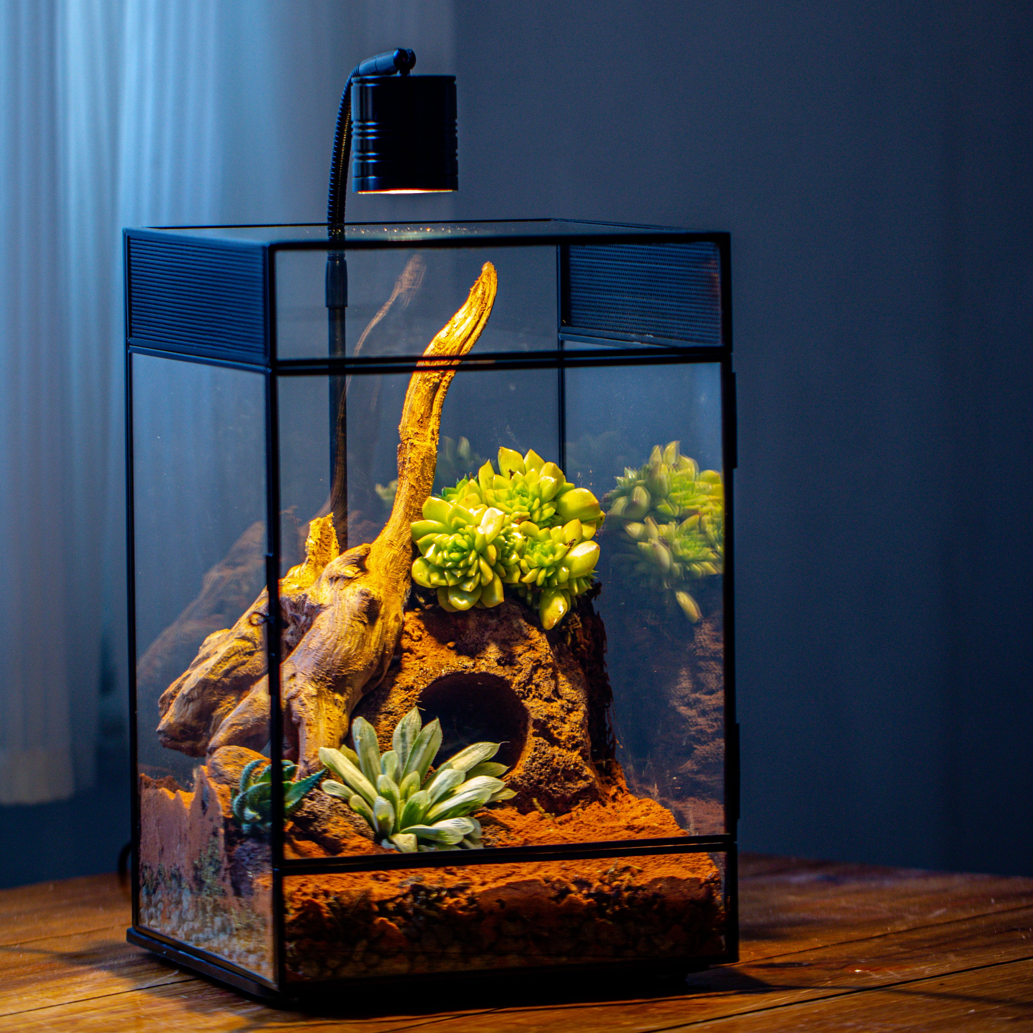 8x8x12 inches Large Handmade Glass Geometric Terrarium with Side Vent, for large insects - NCYPgarden