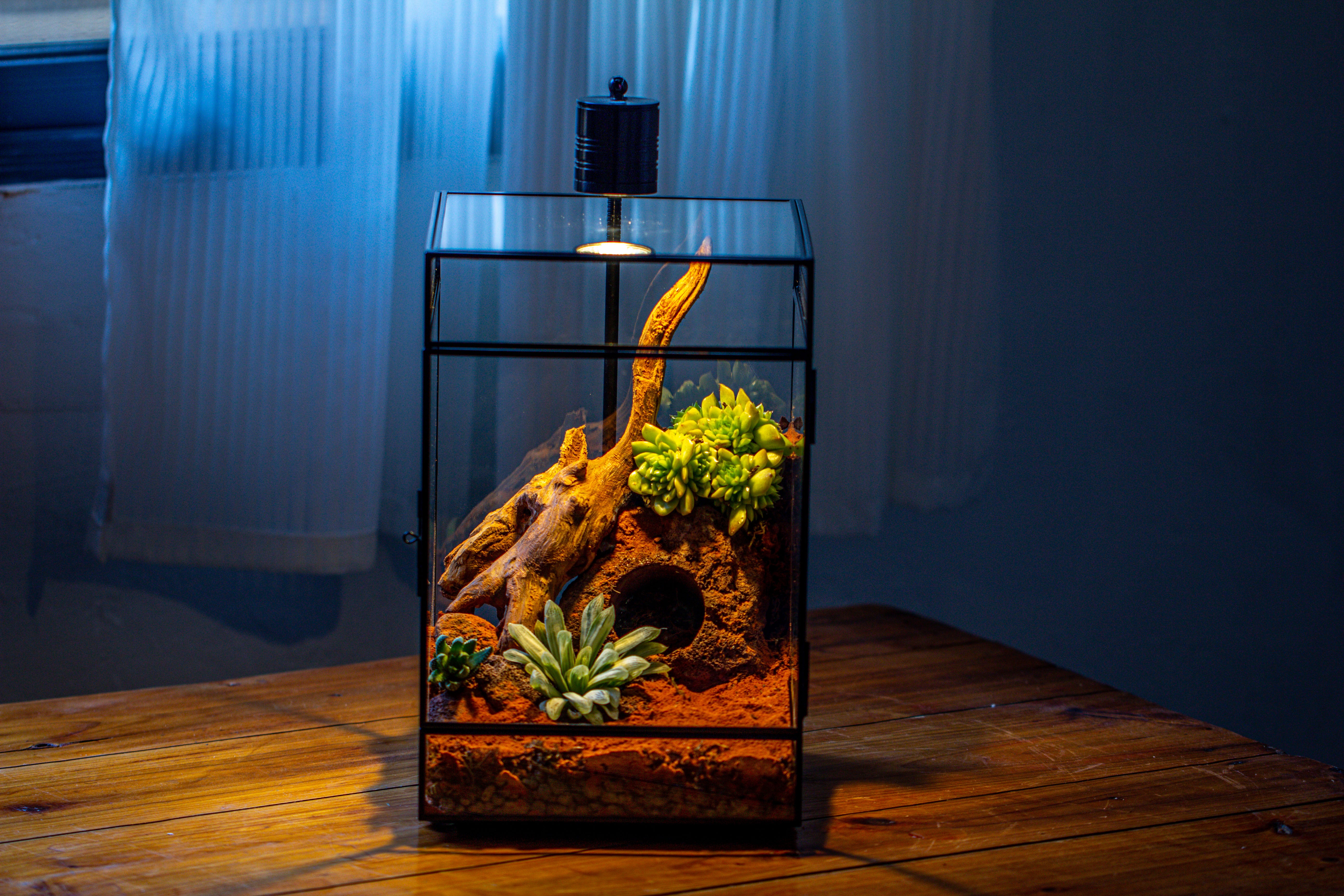 8x8x12 inches Large Handmade Glass Geometric Terrarium with Side Vent, for large insects - NCYPgarden