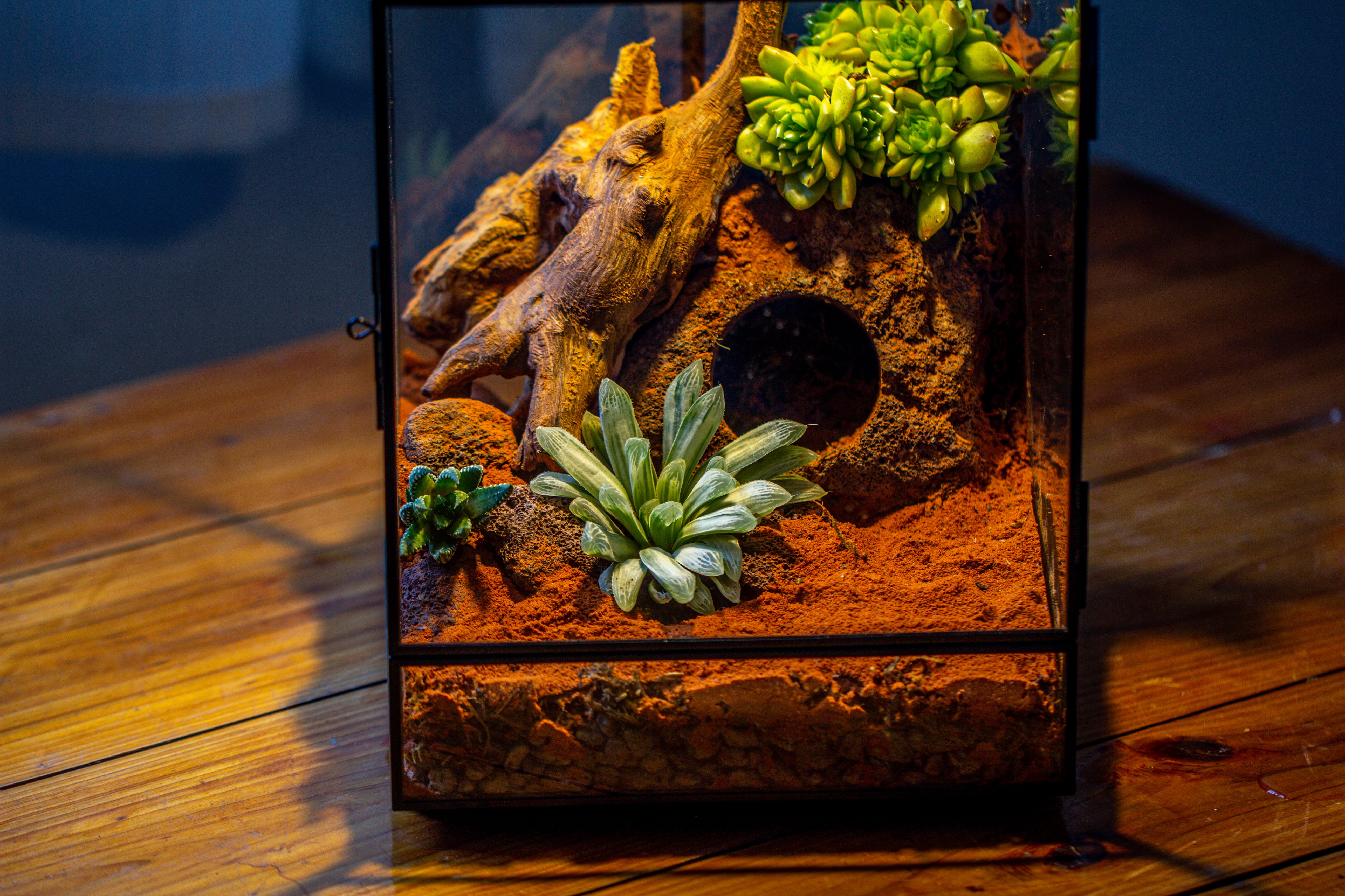 8x8x12 inches Large Handmade Glass Geometric Terrarium with Side Vent, for large insects - NCYPgarden