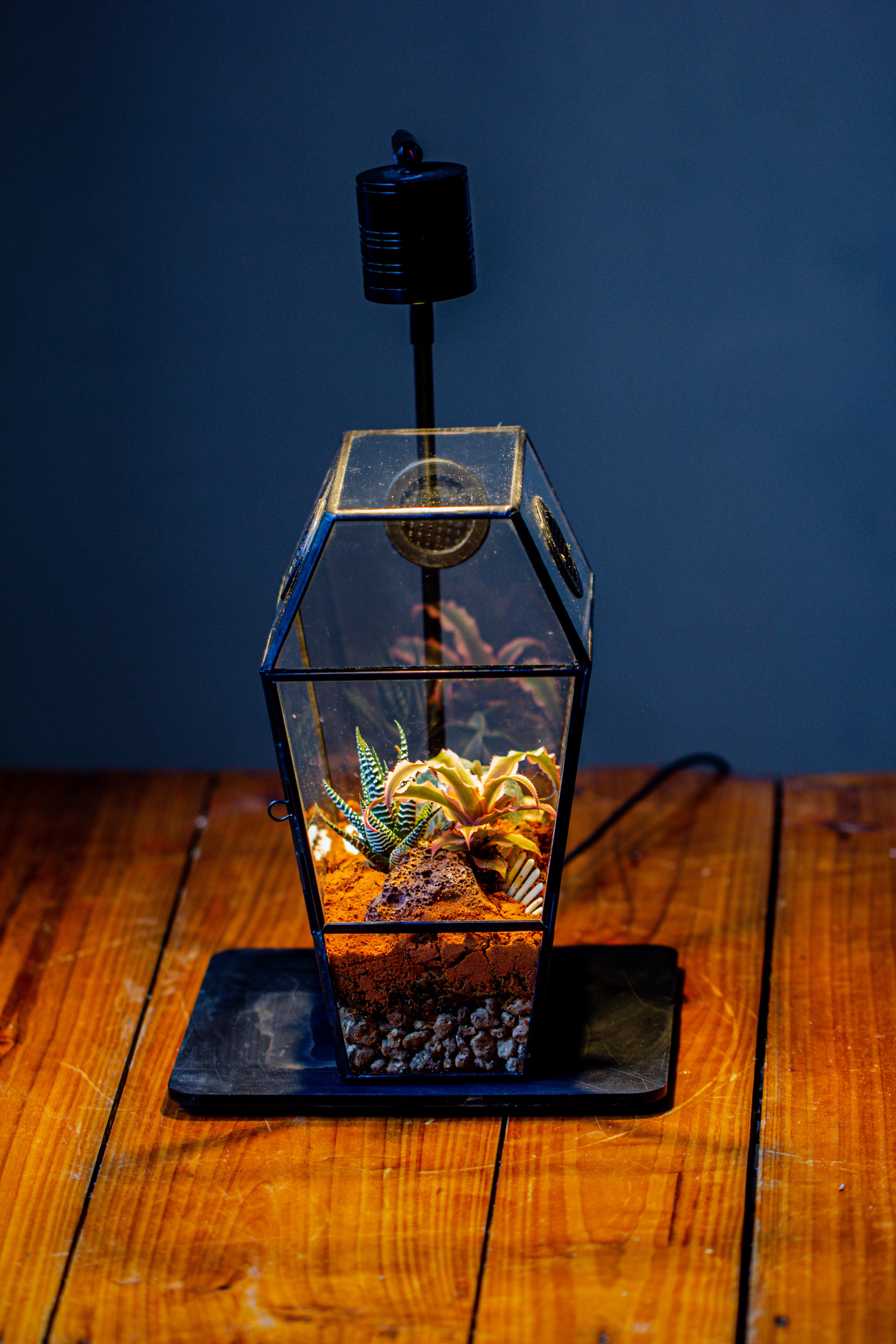 Coffin-Shaped Tin Glass Terrarium Enclosure, Gothic Style, for Jumping Spider, Insects, Snails - NCYPgarden