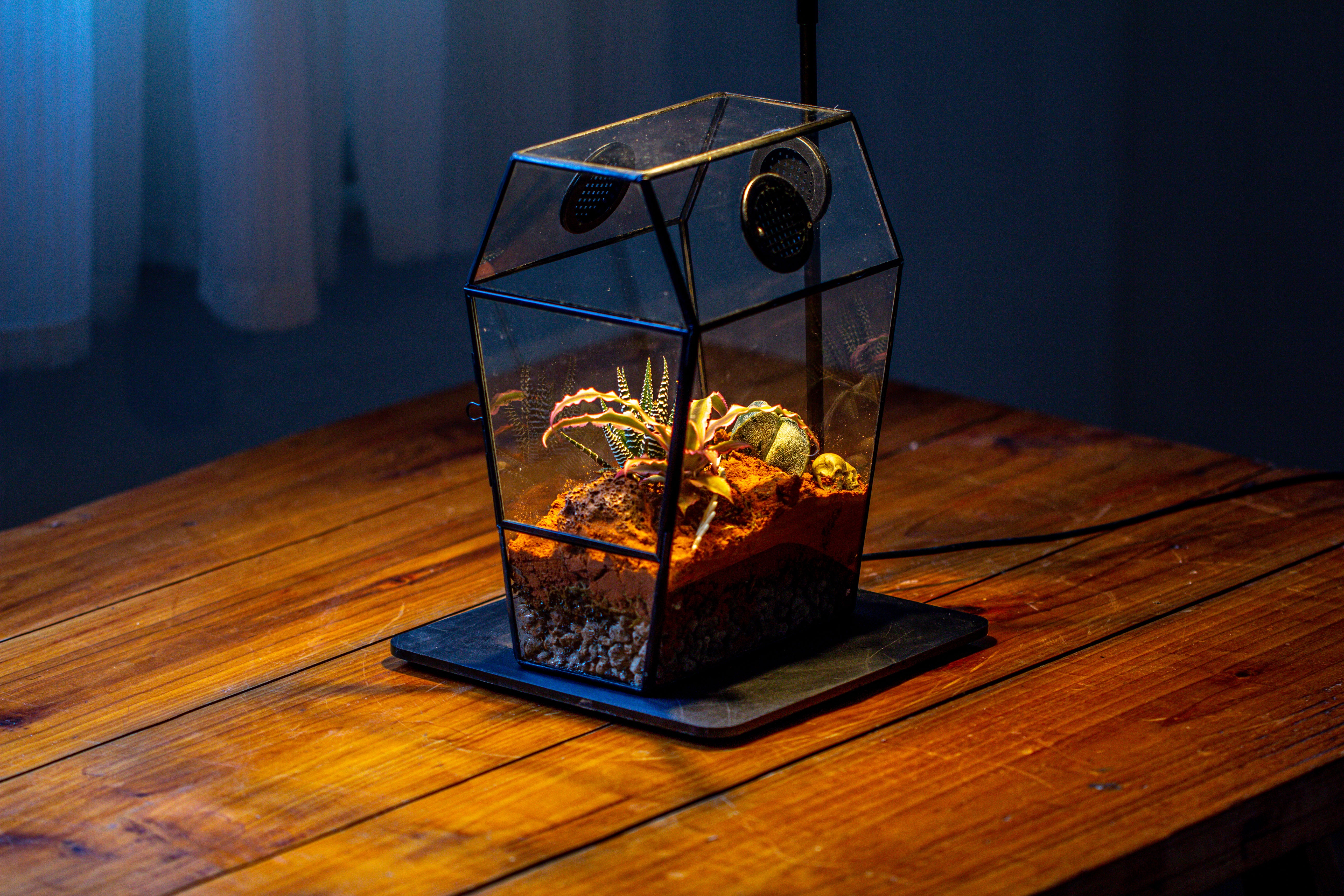 Coffin-Shaped Tin Glass Terrarium Enclosure, Gothic Style, for Jumping Spider, Insects, Snails - NCYPgarden