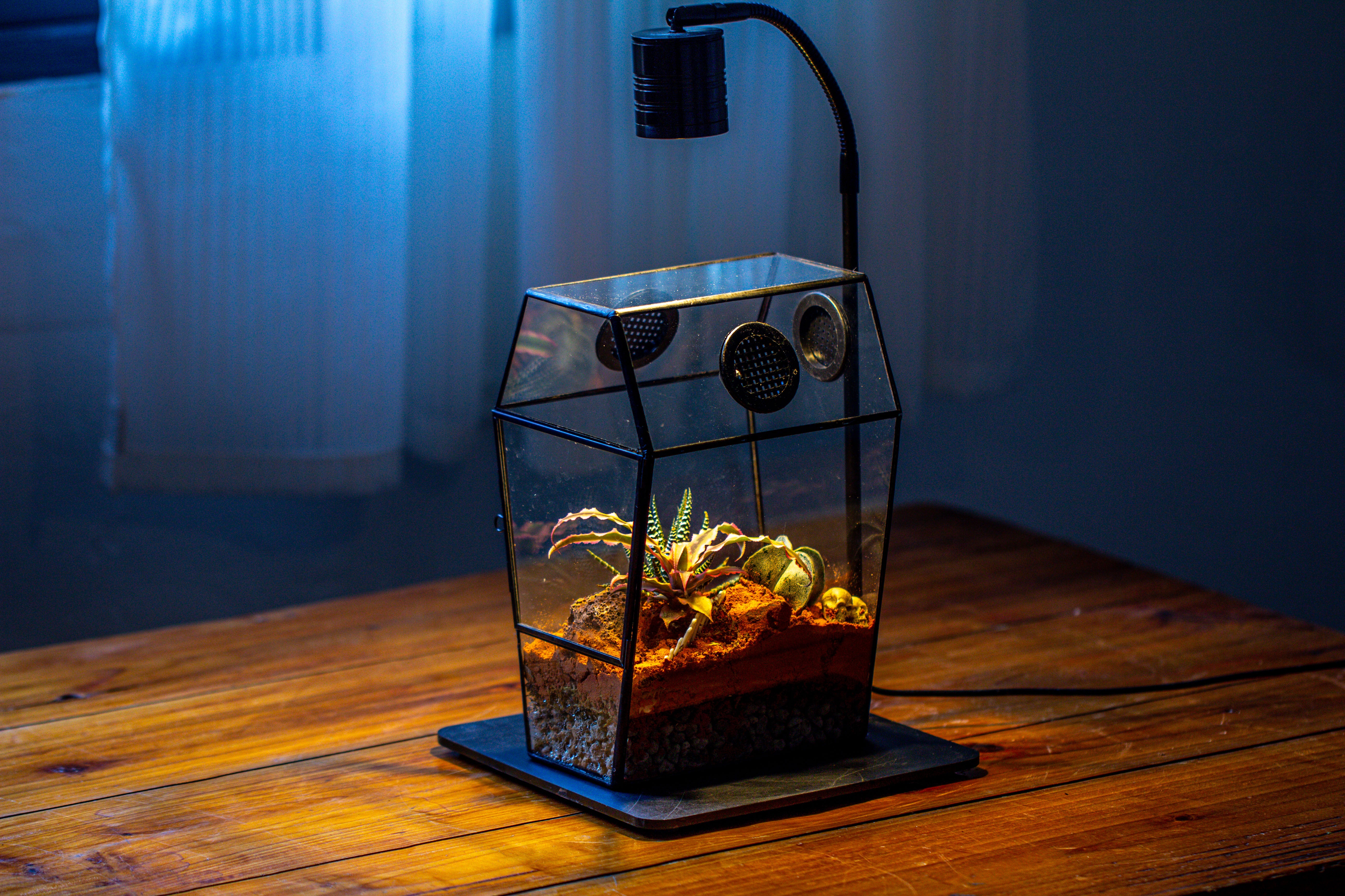 Coffin-Shaped Tin Glass Terrarium Enclosure, Gothic Style, for Jumping Spider, Insects, Snails - NCYPgarden