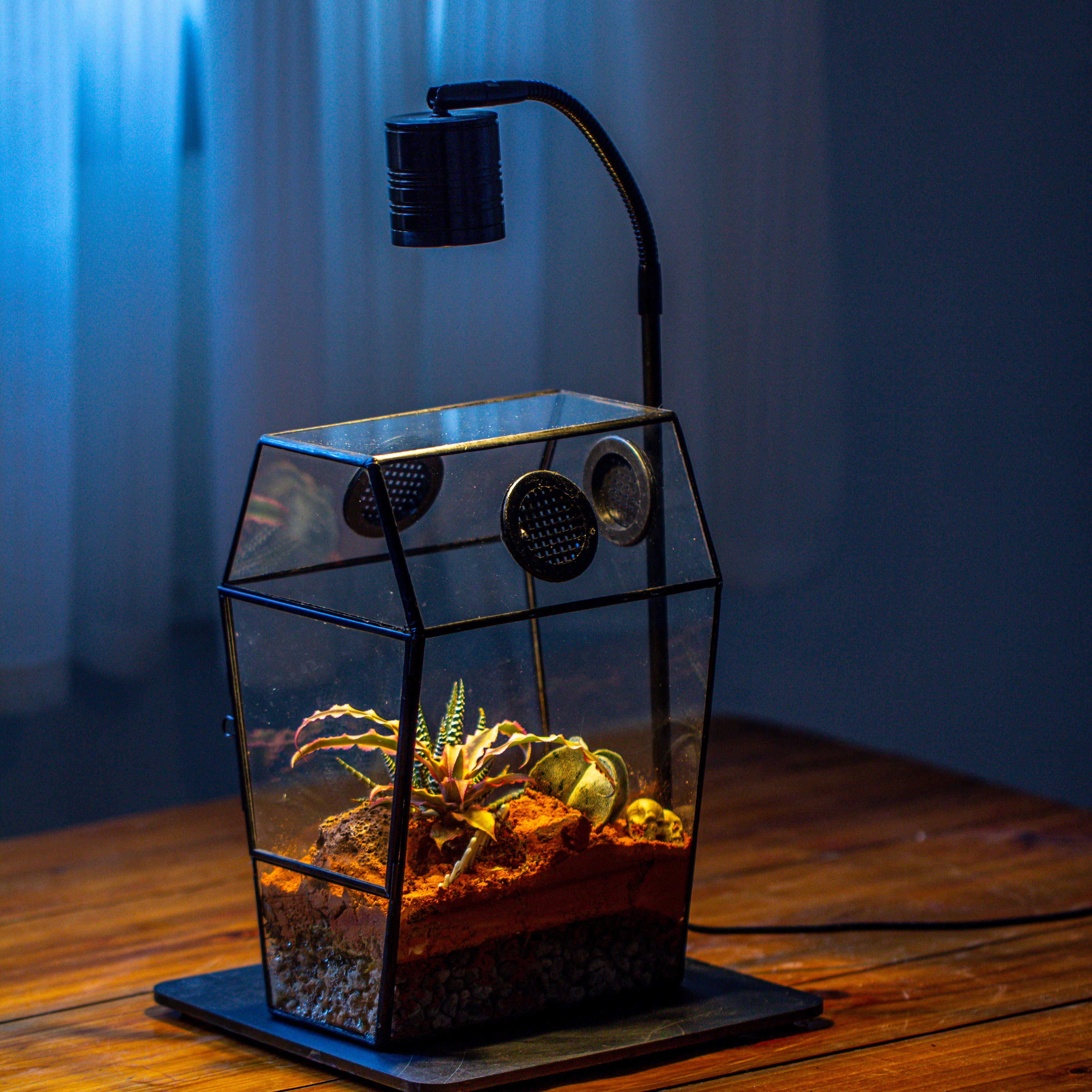 Coffin-Shaped Tin Glass Terrarium Enclosure, Gothic Style, for Jumping Spider, Insects, Snails - NCYPgarden