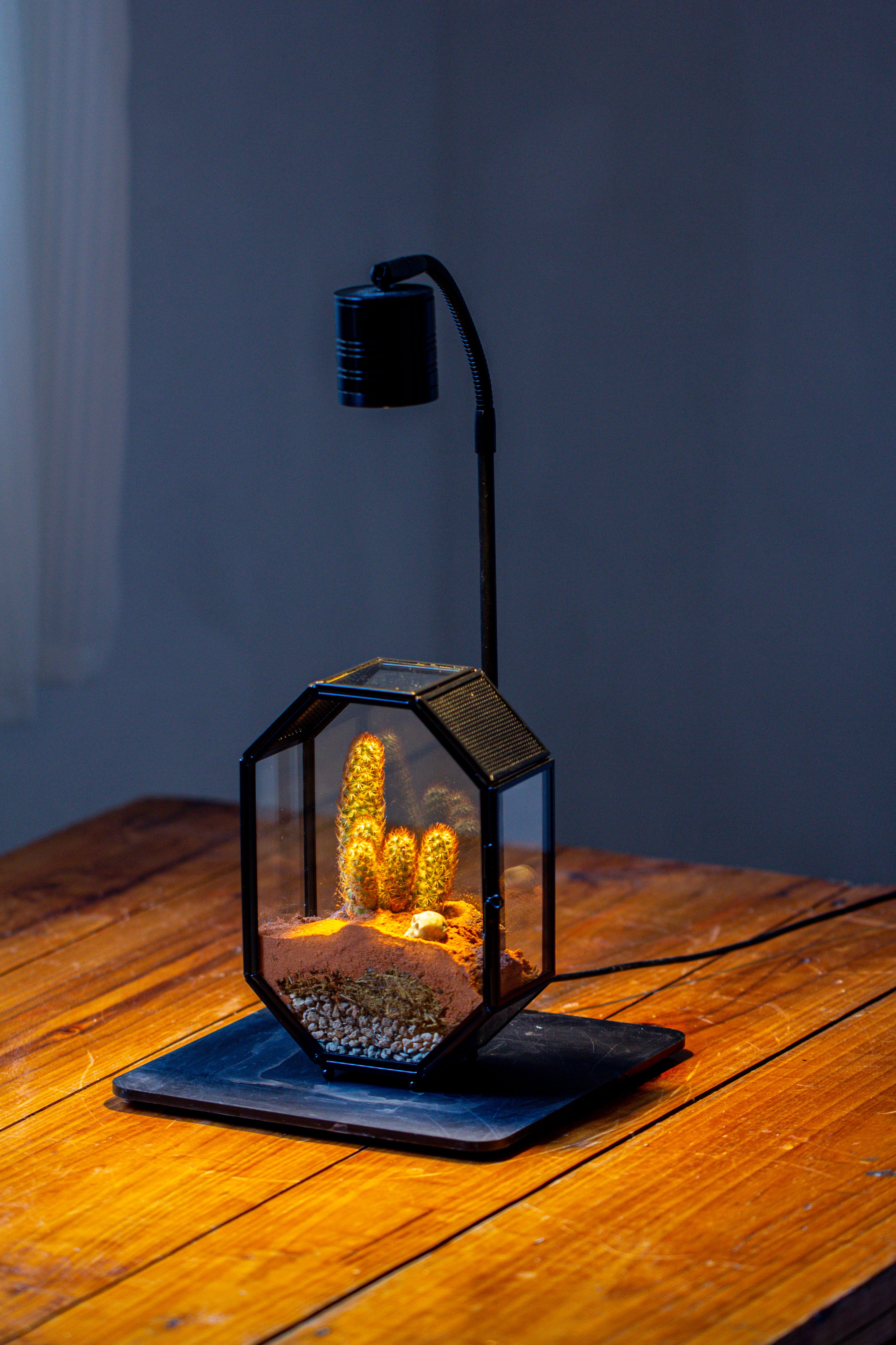 Mini 5x7 inches Octagon Shape Glass Geometric Terrarium Enclosure with Side Vent  for Small Insect, Jumping Spider - NCYPgarden