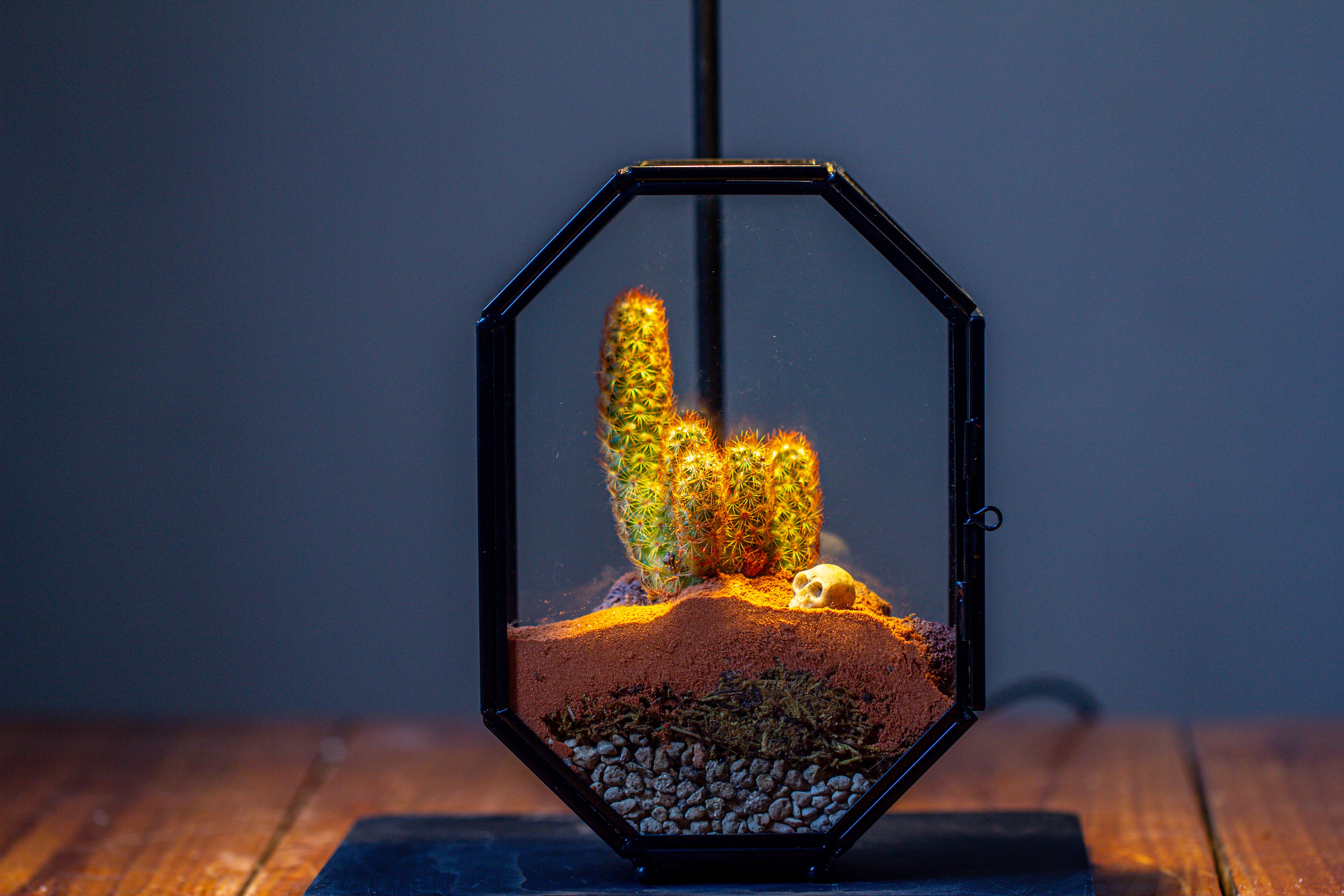 Mini 5x7 inches Octagon Shape Glass Geometric Terrarium Enclosure with Side Vent  for Small Insect, Jumping Spider - NCYPgarden