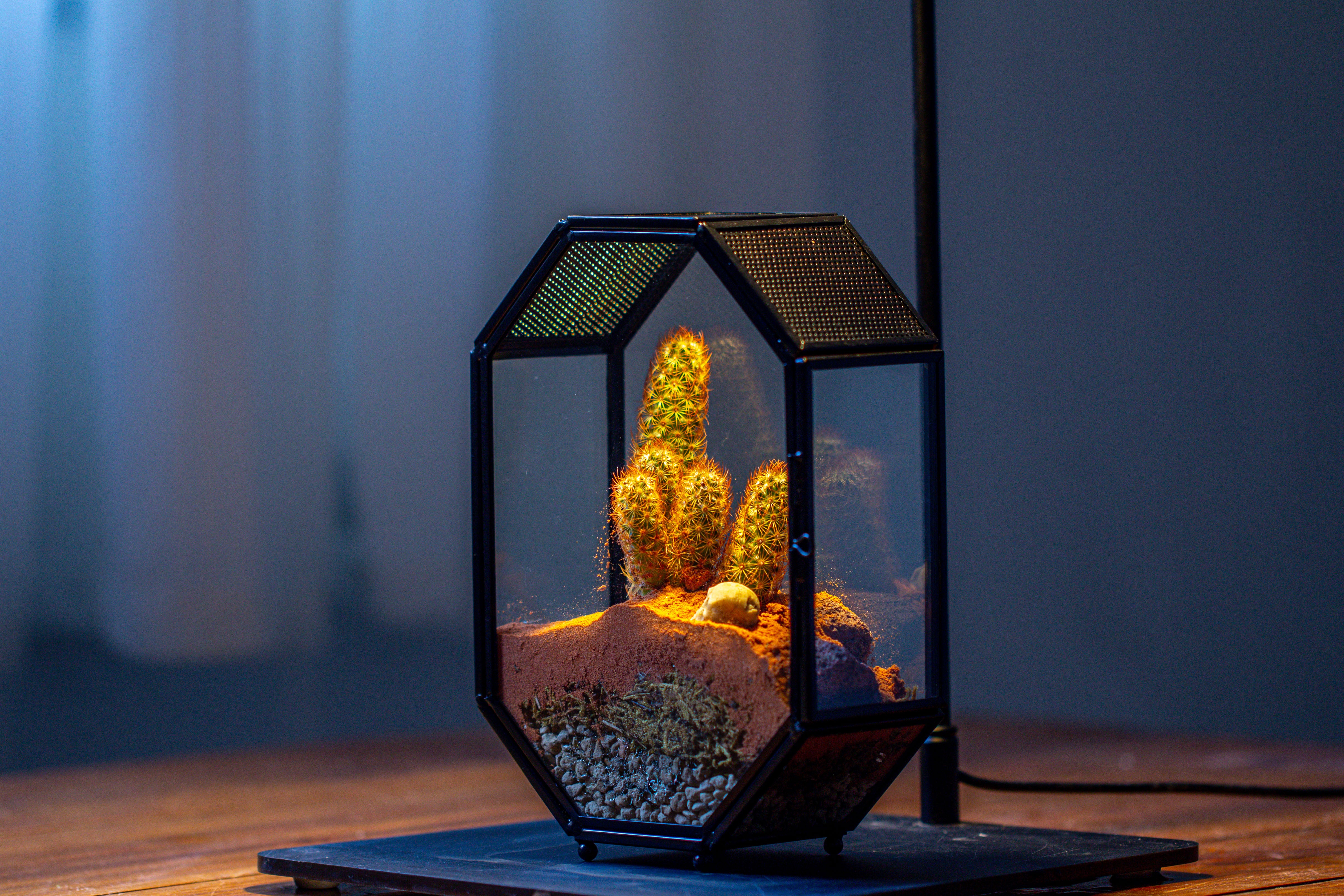 Mini 5x7 inches Octagon Shape Glass Geometric Terrarium Enclosure with Side Vent  for Small Insect, Jumping Spider - NCYPgarden