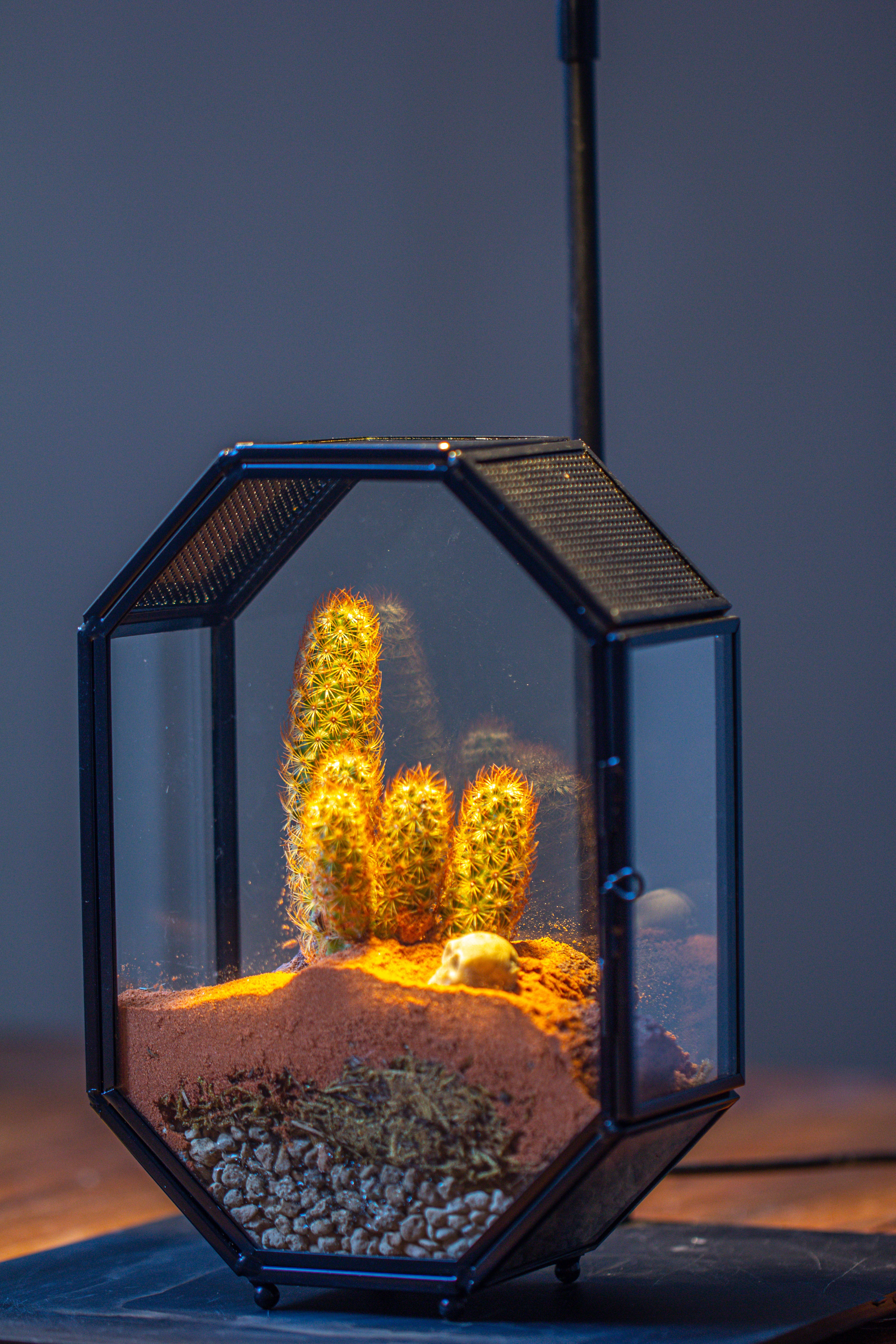 Mini 5x7 inches Octagon Shape Glass Geometric Terrarium Enclosure with Side Vent  for Small Insect, Jumping Spider - NCYPgarden