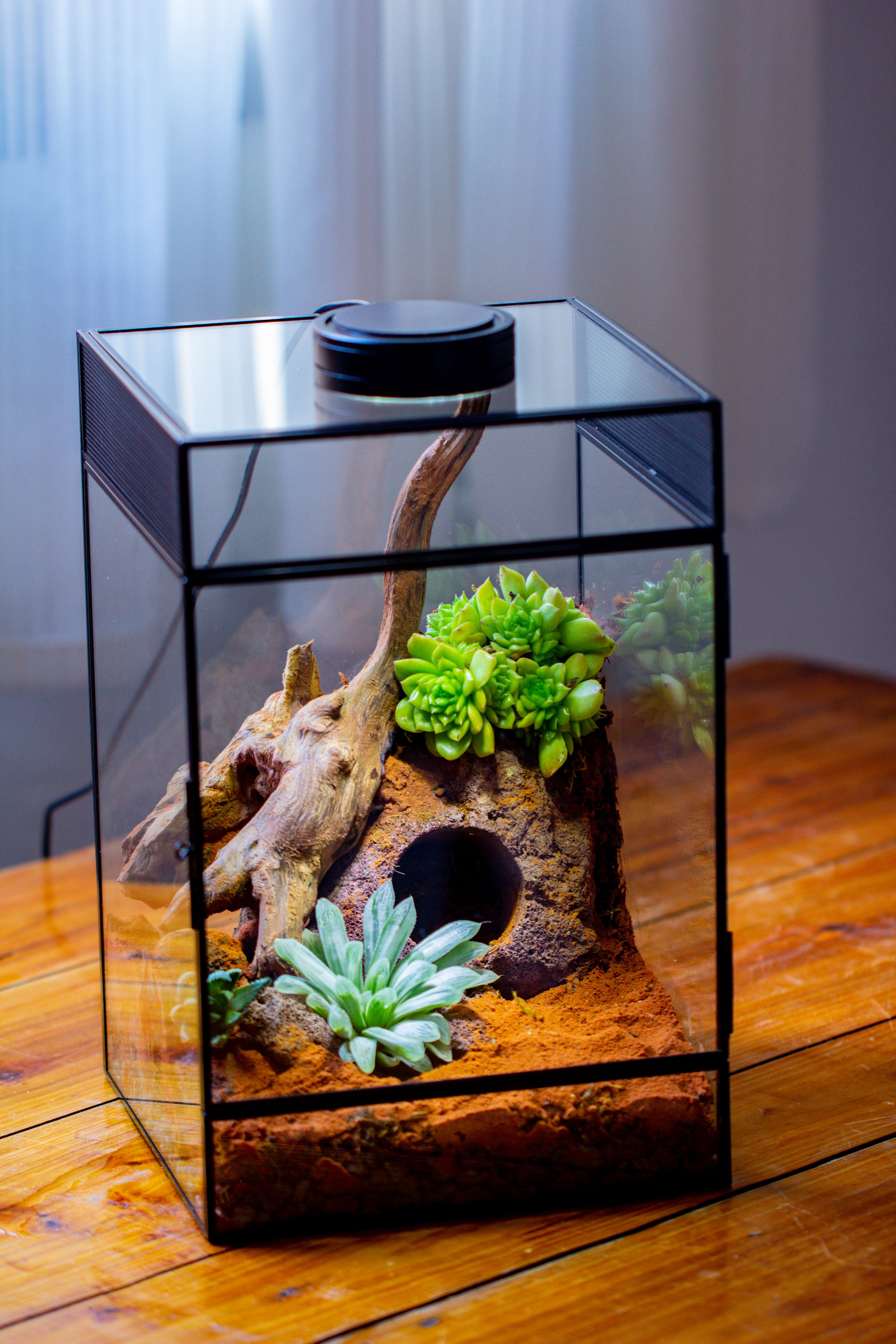 8x8x12 inches Large Handmade Glass Geometric Terrarium with Side Vent, for large insects - NCYPgarden