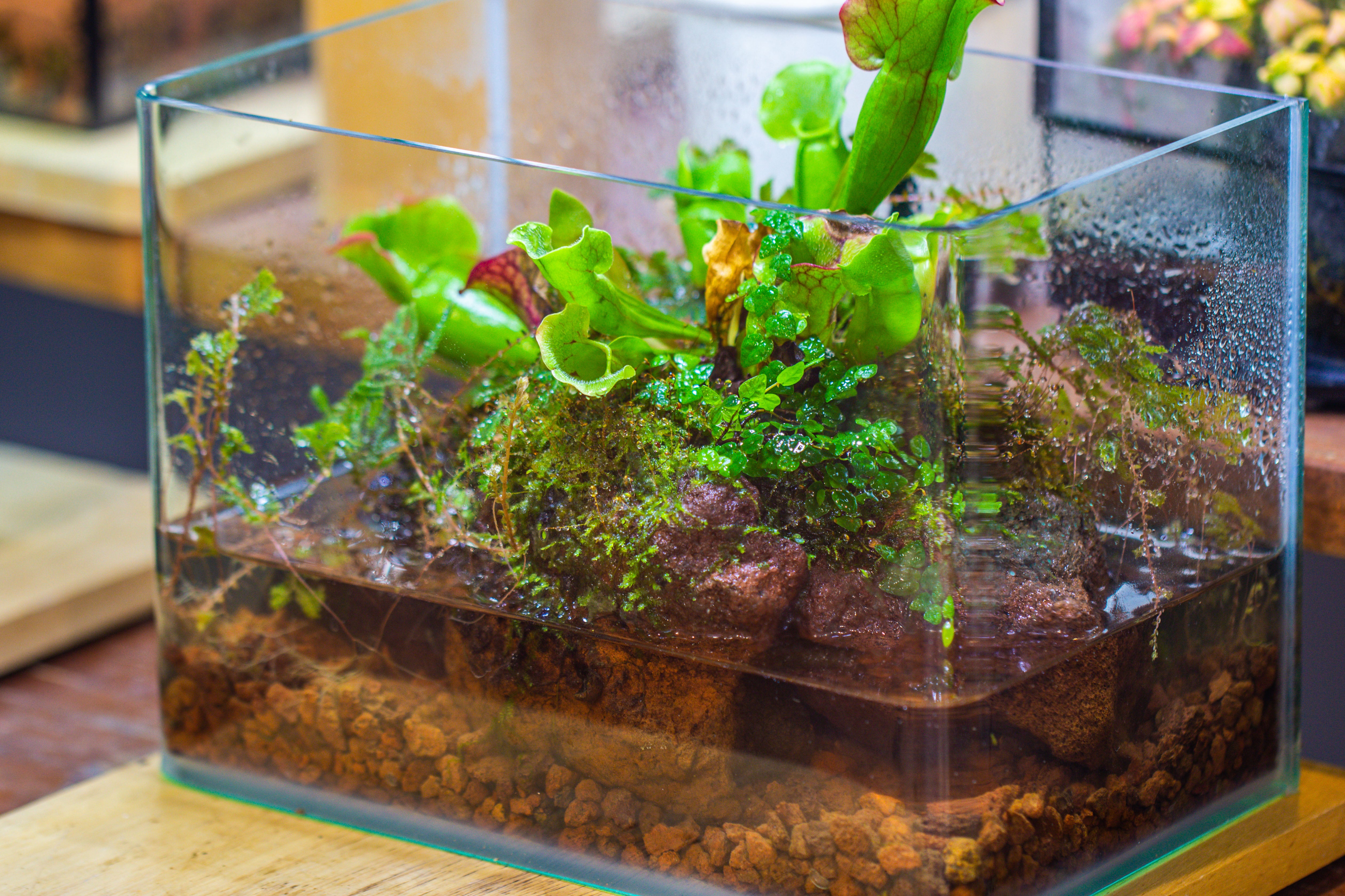 WaterTight Curved Glass Terrarium for Tropical Bog Plants - NCYPgarden