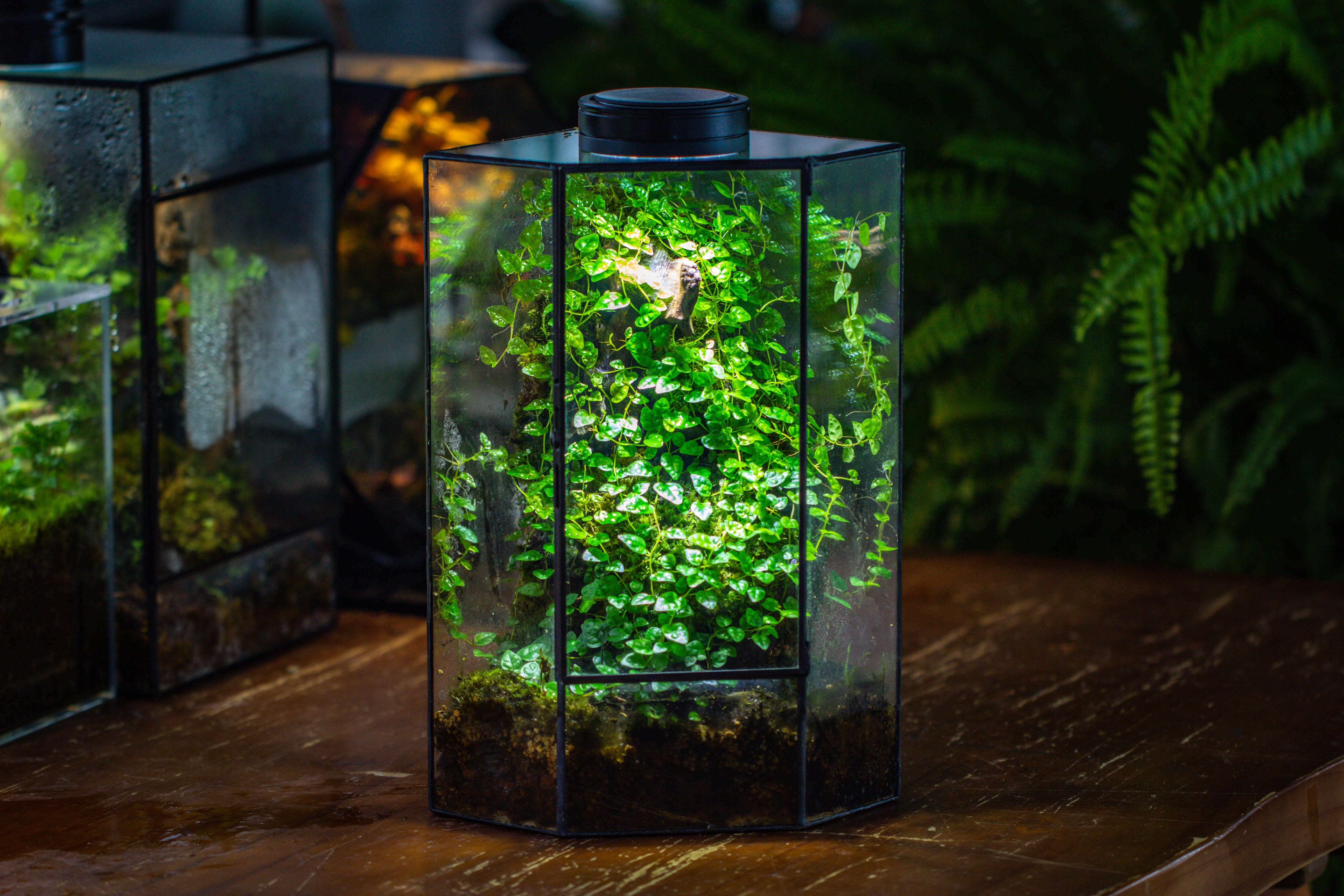 Small Version Handmade Glass Terrarium with Door for Plant, Moss Wall, Closed Geometric Tin Pentagon Planter - NCYPgarden