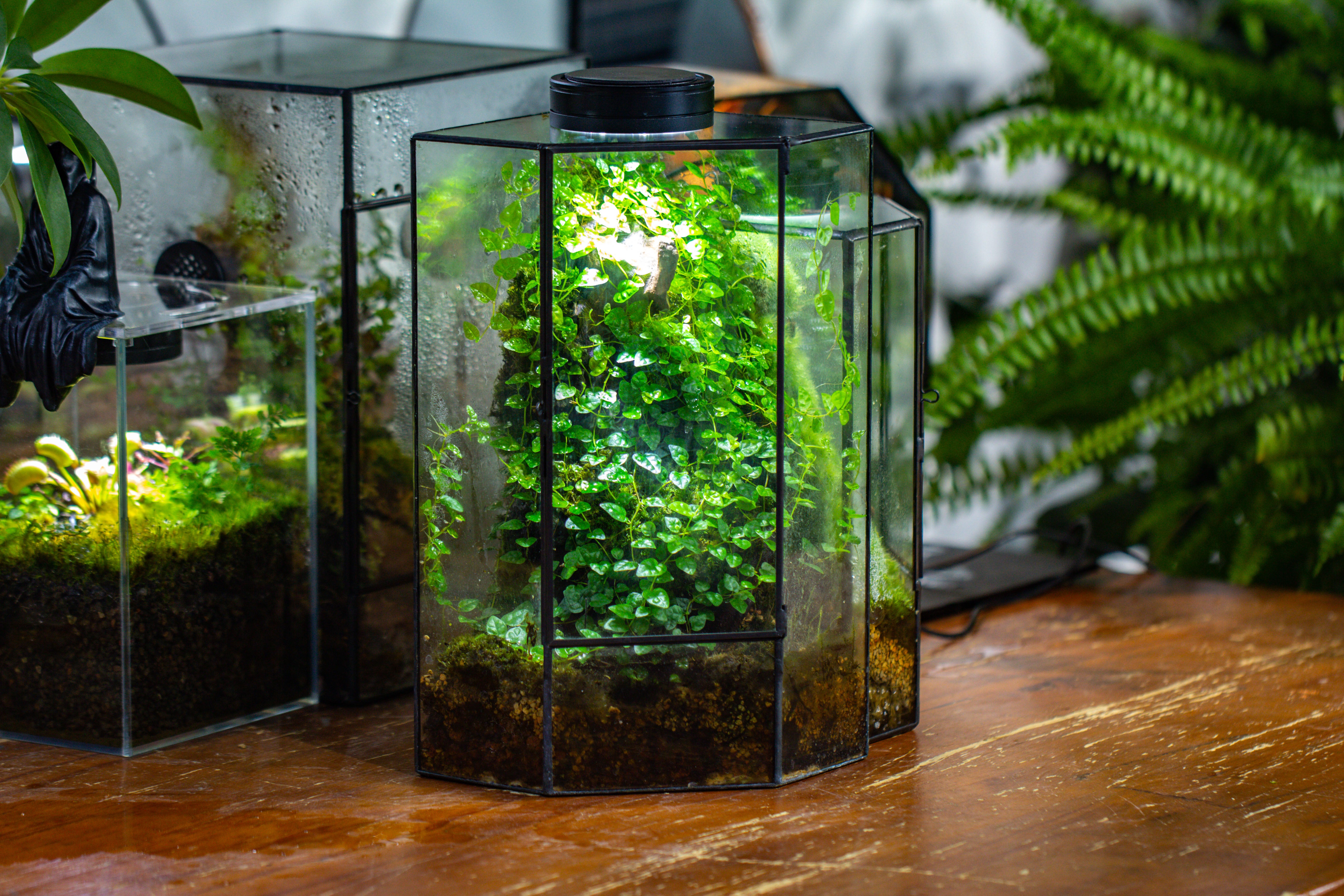Small Version Handmade Glass Terrarium with Door for Plant, Moss Wall, Closed Geometric Tin Pentagon Planter - NCYPgarden