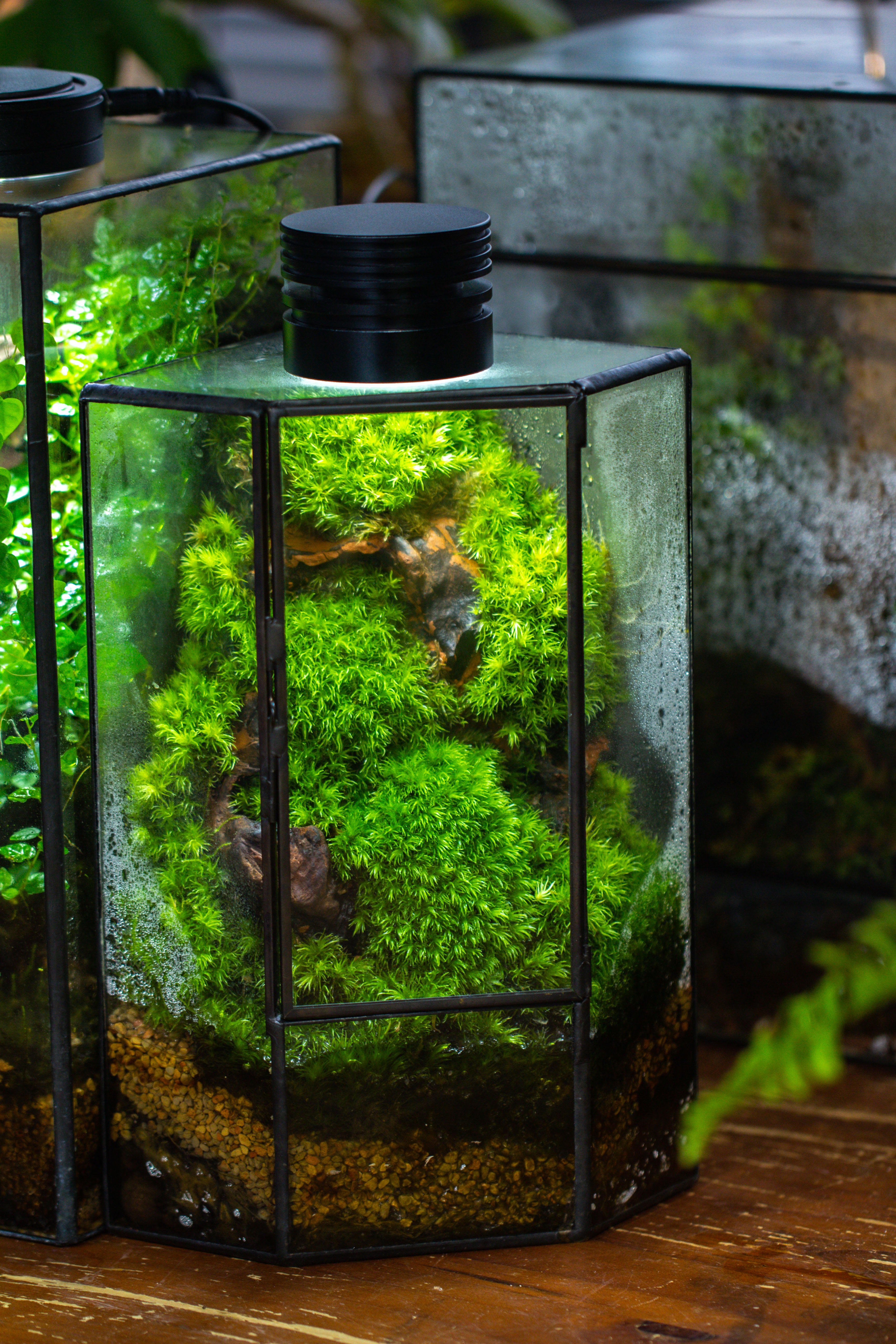 Handmade Close Geometric Tin Glass Corner Terrarium with Door, for Corner, Shelf - NCYPgarden