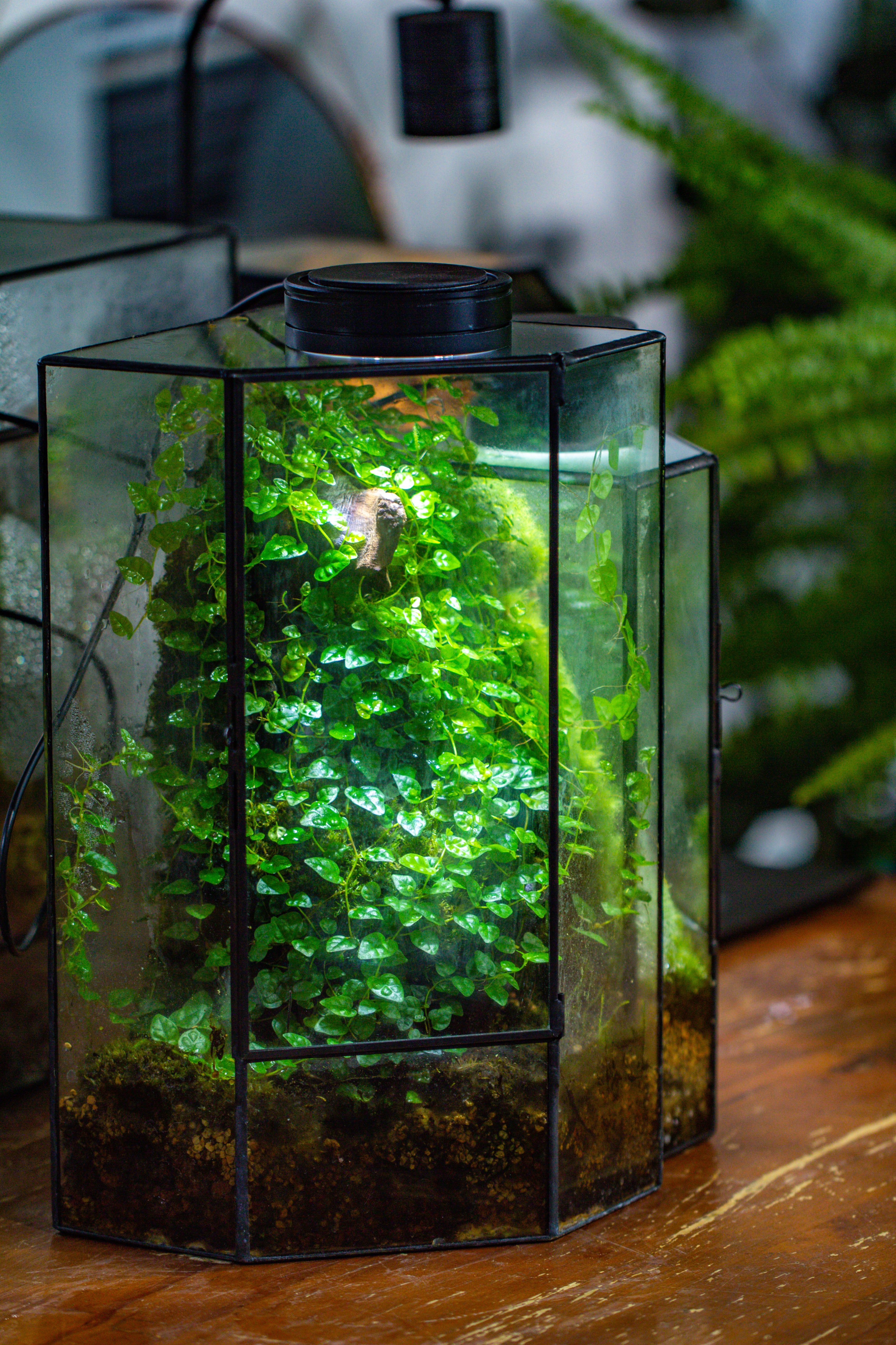 Small Version Handmade Glass Terrarium with Door for Plant, Moss Wall, Closed Geometric Tin Pentagon Planter - NCYPgarden