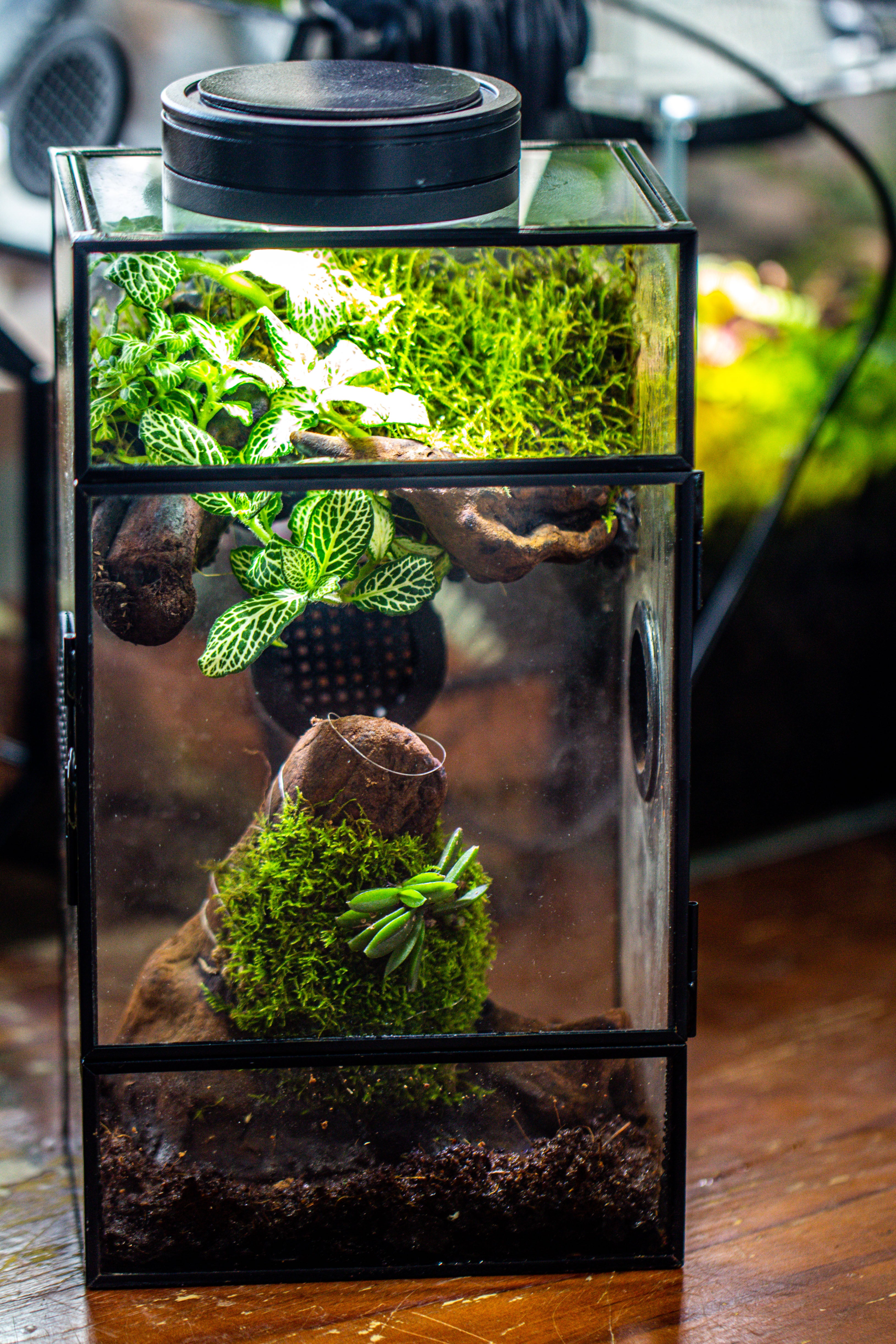 Glass Rectangle Terrarium Enclosure  for Small Insect, Jumping Spider, Snail - NCYPgarden