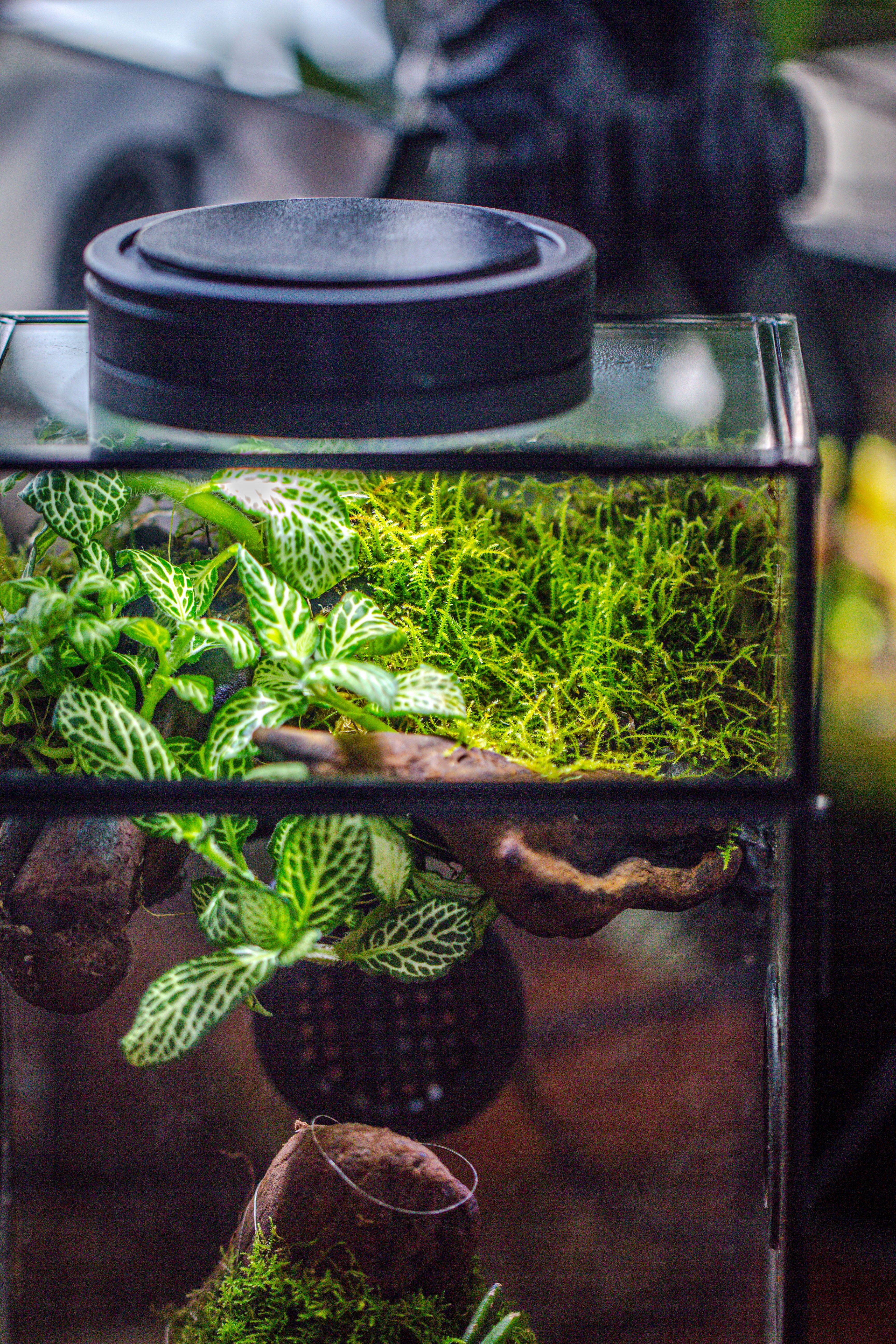 Glass Rectangle Terrarium Enclosure  for Small Insect, Jumping Spider, Snail - NCYPgarden