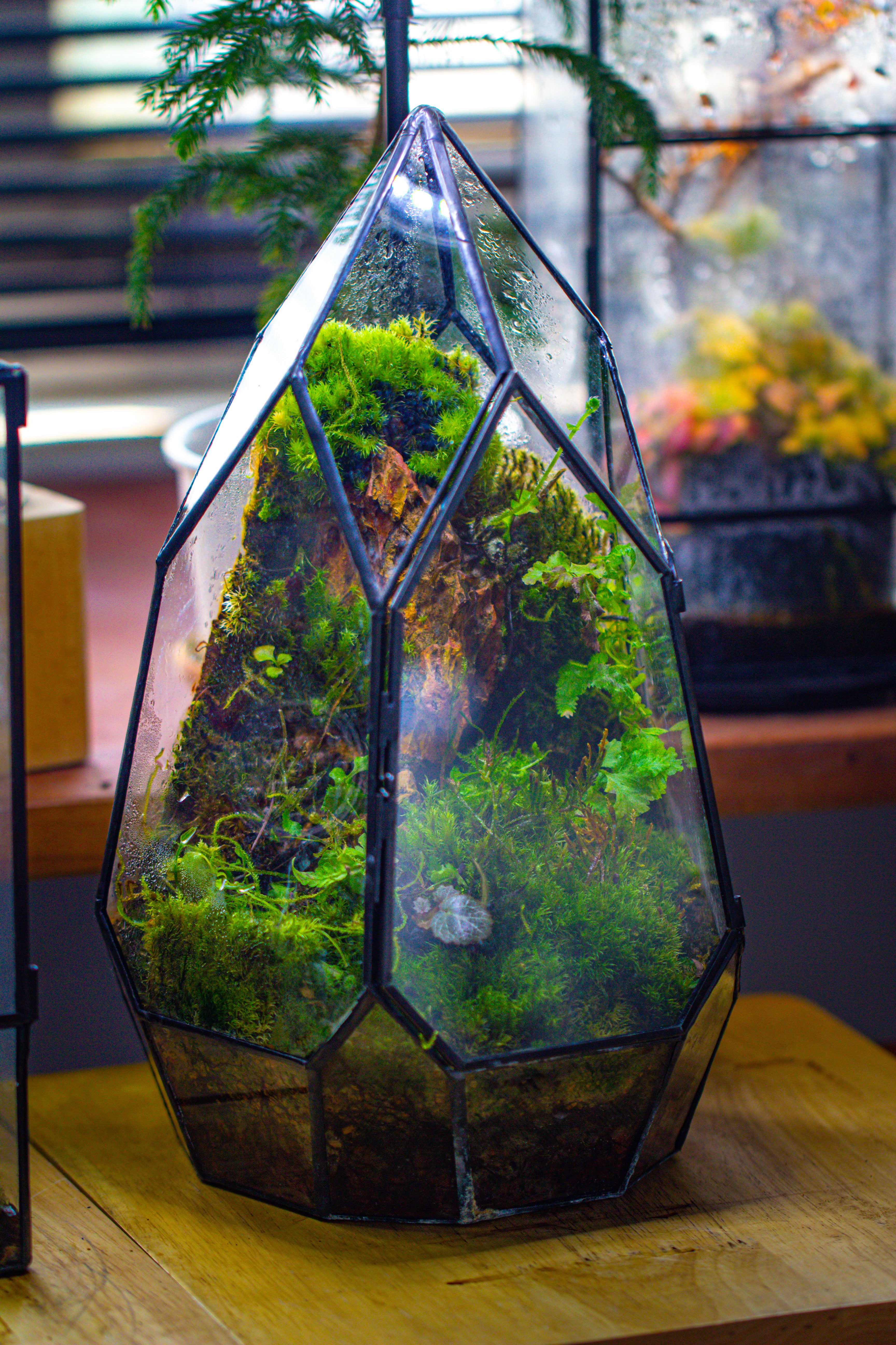 Cliff terrarium Building DIY Set: Live Moss Cliff TearDrop Close Terrarium with matching LED Grow Light and Base - NCYPgarden