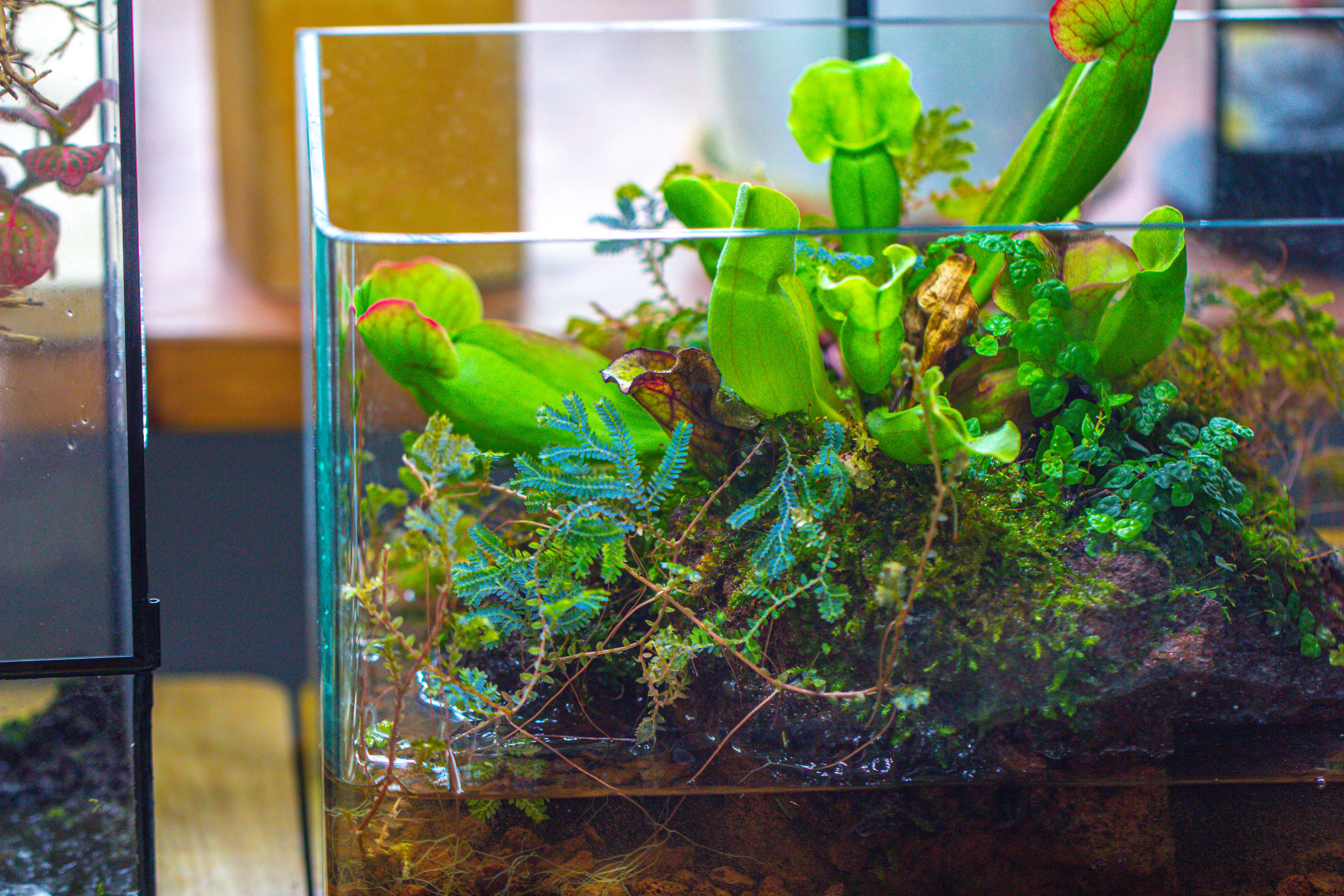 Open Bog Terrarium with LED Building DIY Set for Carnivorous Plants: Pitcher - NCYPgarden