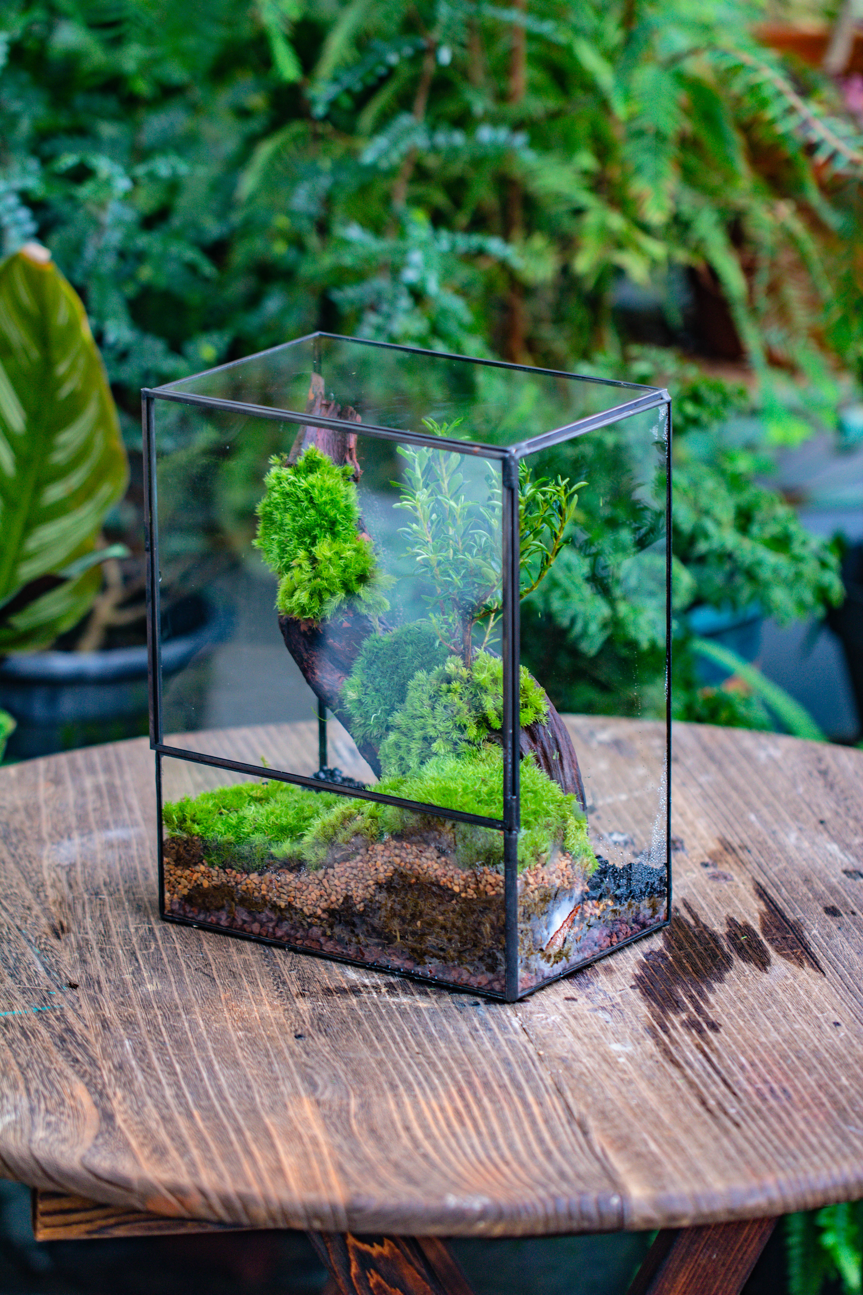 Close Geometric Glass Tin Terrarium , 8x10" and natural Driftwood Micro Landscape Moss Terrarium Building DIY set No plants, Customizable - NCYPgarden