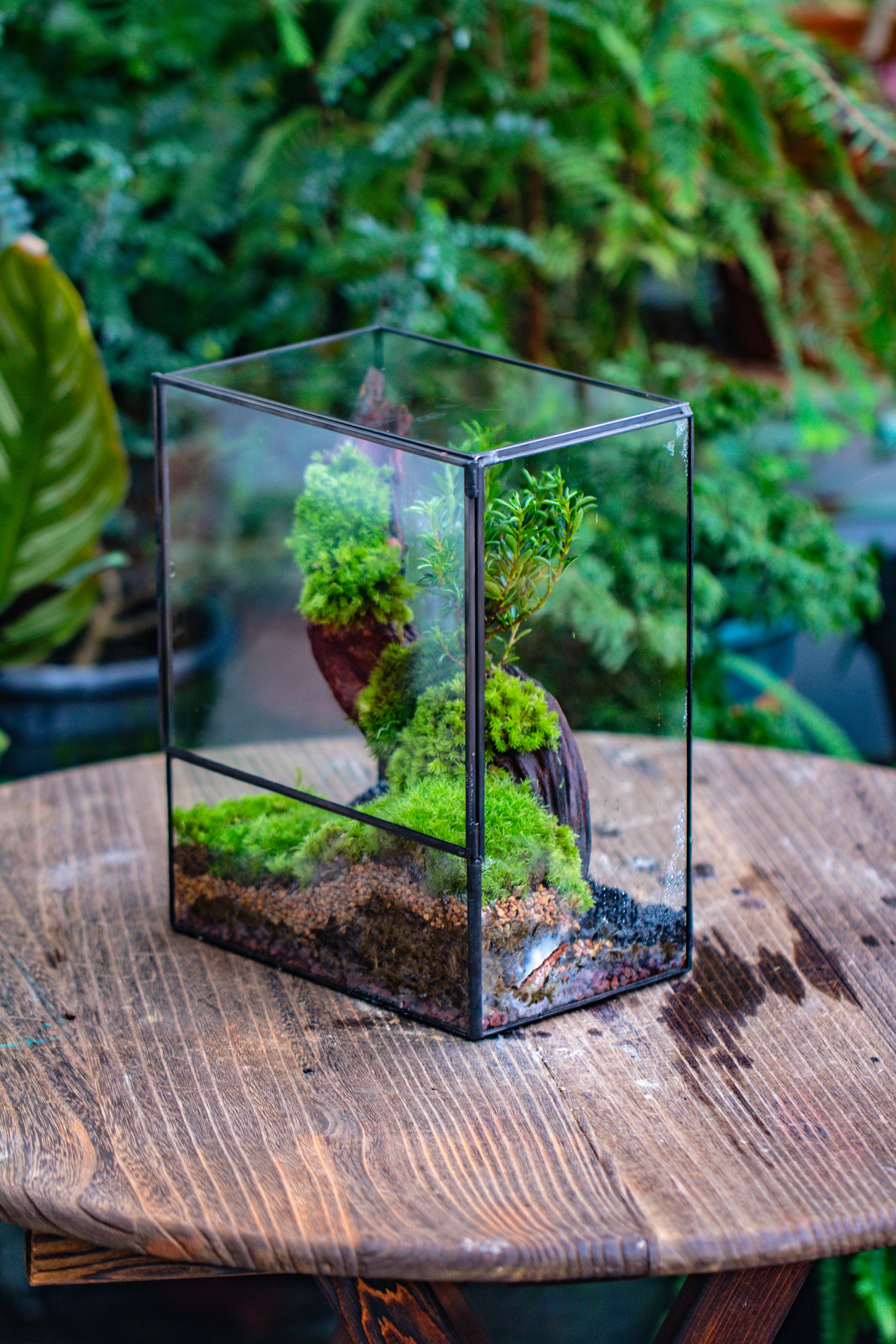 Close Geometric Glass Tin Terrarium , 8x10" and natural Driftwood Micro Landscape Moss Terrarium Building DIY set No plants, Customizable - NCYPgarden