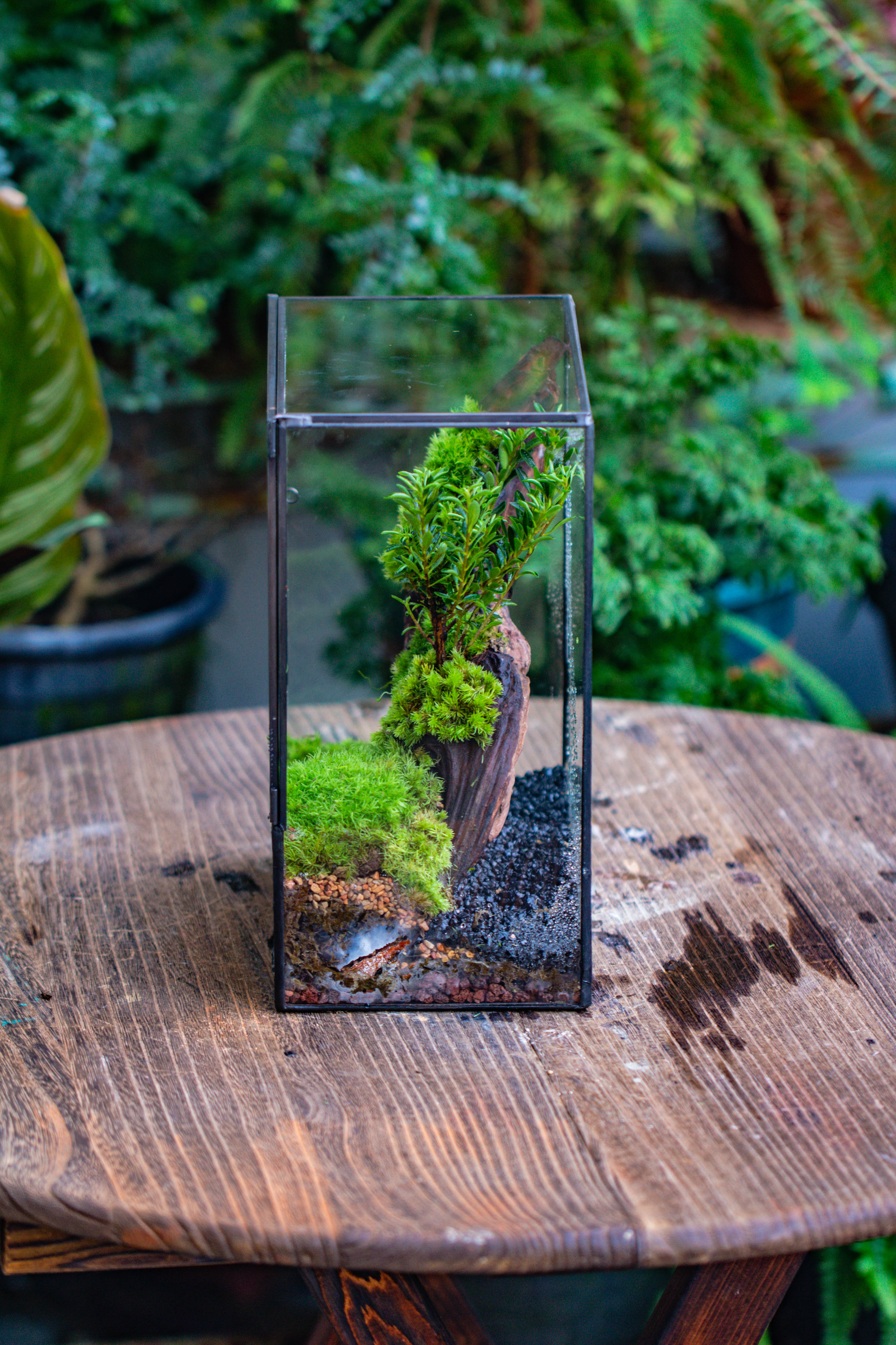 Close Geometric Glass Tin Terrarium , 8x10" and natural Driftwood Micro Landscape Moss Terrarium Building DIY set No plants, Customizable - NCYPgarden
