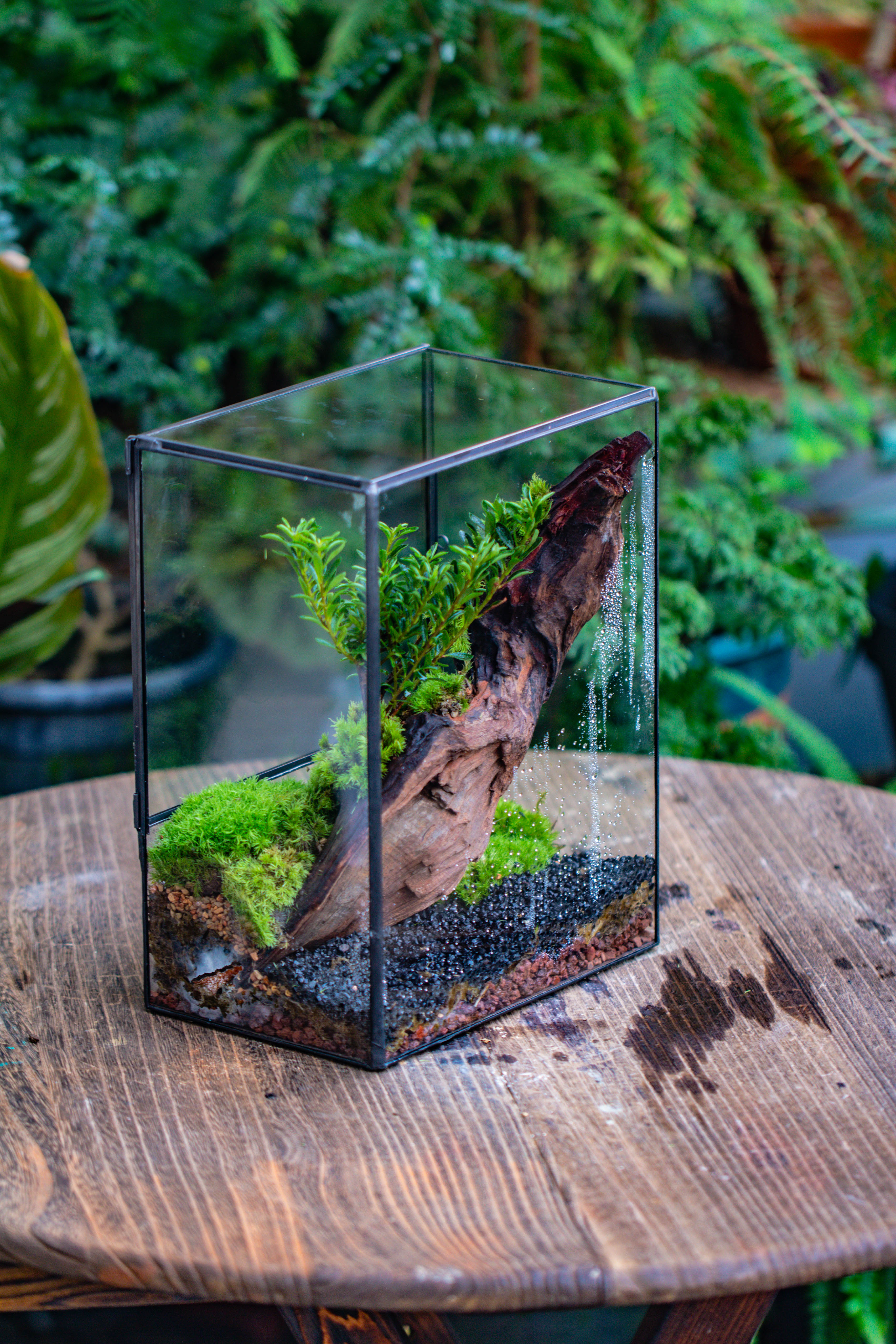 Close Geometric Glass Tin Terrarium , 8x10" and natural Driftwood Micro Landscape Moss Terrarium Building DIY set No plants, Customizable - NCYPgarden