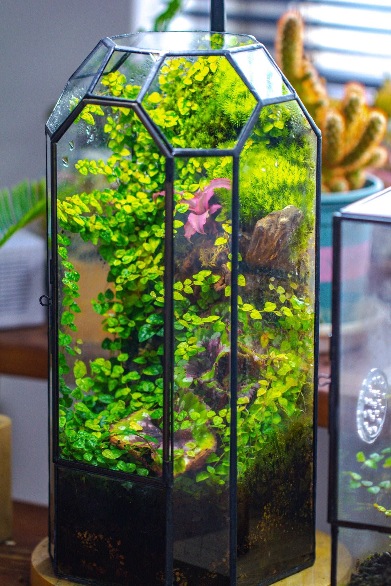 Vintage Tall Octagon Geometric Tin Glass Terrarium , 12.6" , close, suitable for tall plants, orchid, small begonia Pitcher, Micro landscape PG05B2 - NCYPgarden