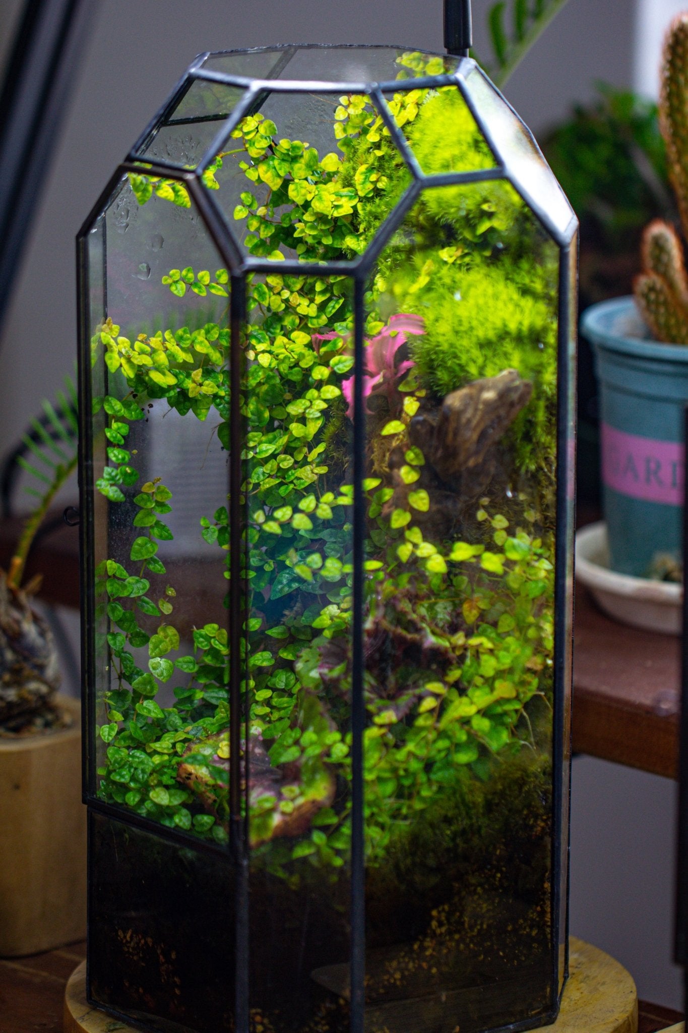 Vintage Tall Octagon Geometric Tin Glass Terrarium , 12.6" , close, suitable for tall plants, orchid, small begonia Pitcher, Micro landscape PG05B2 - NCYPgarden