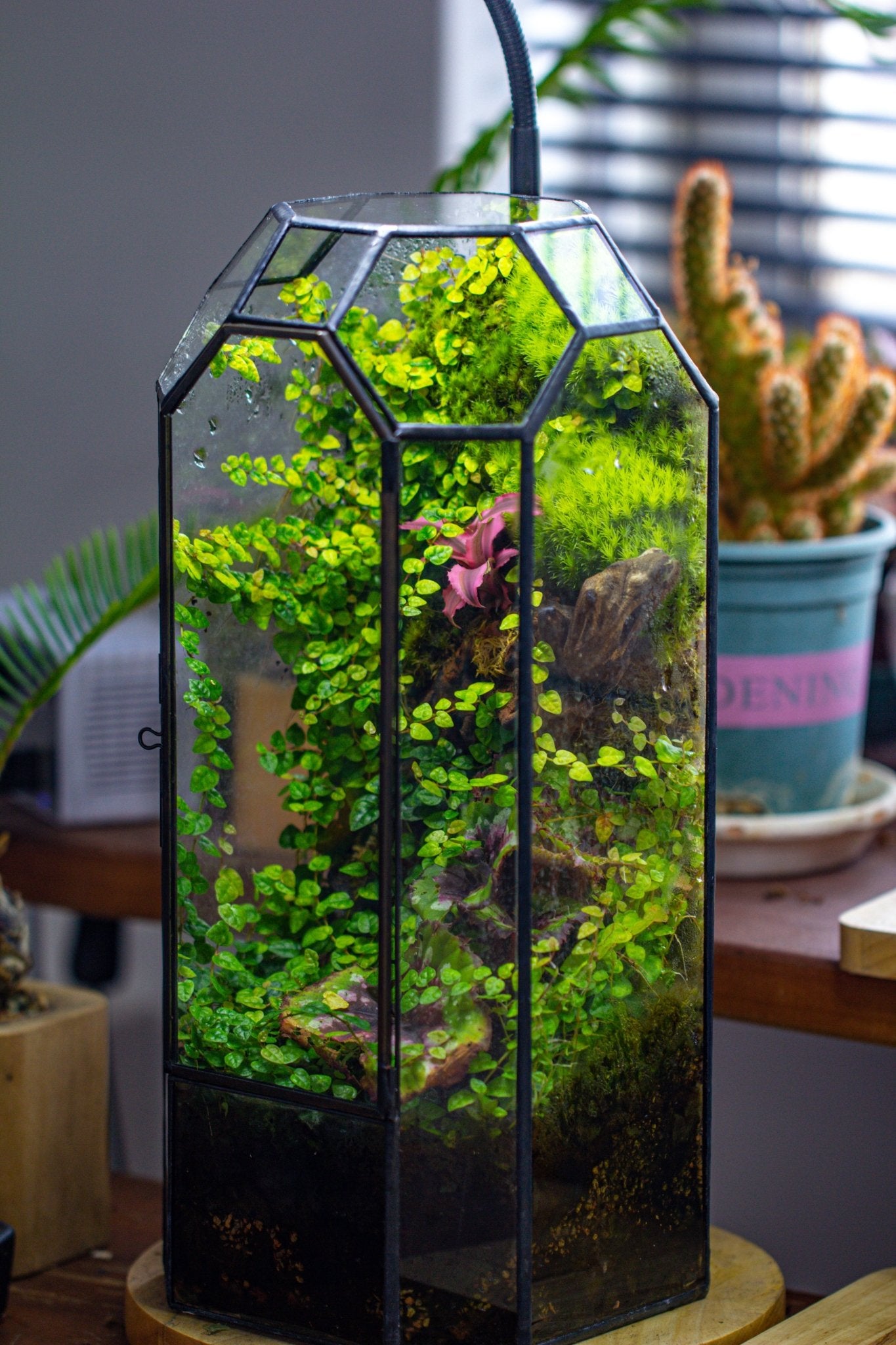 Vintage Tall Octagon Geometric Tin Glass Terrarium , 12.6" , close, suitable for tall plants, orchid, small begonia Pitcher, Micro landscape PG05B2 - NCYPgarden