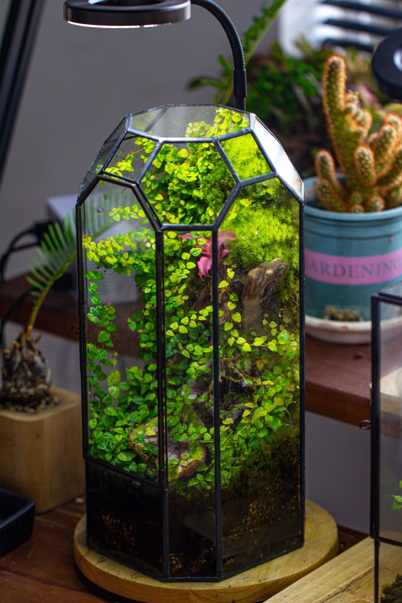 Vintage Tall Octagon Geometric Tin Glass Terrarium , 12.6" , close, suitable for tall plants, orchid, small begonia Pitcher, Micro landscape PG05B2 - NCYPgarden