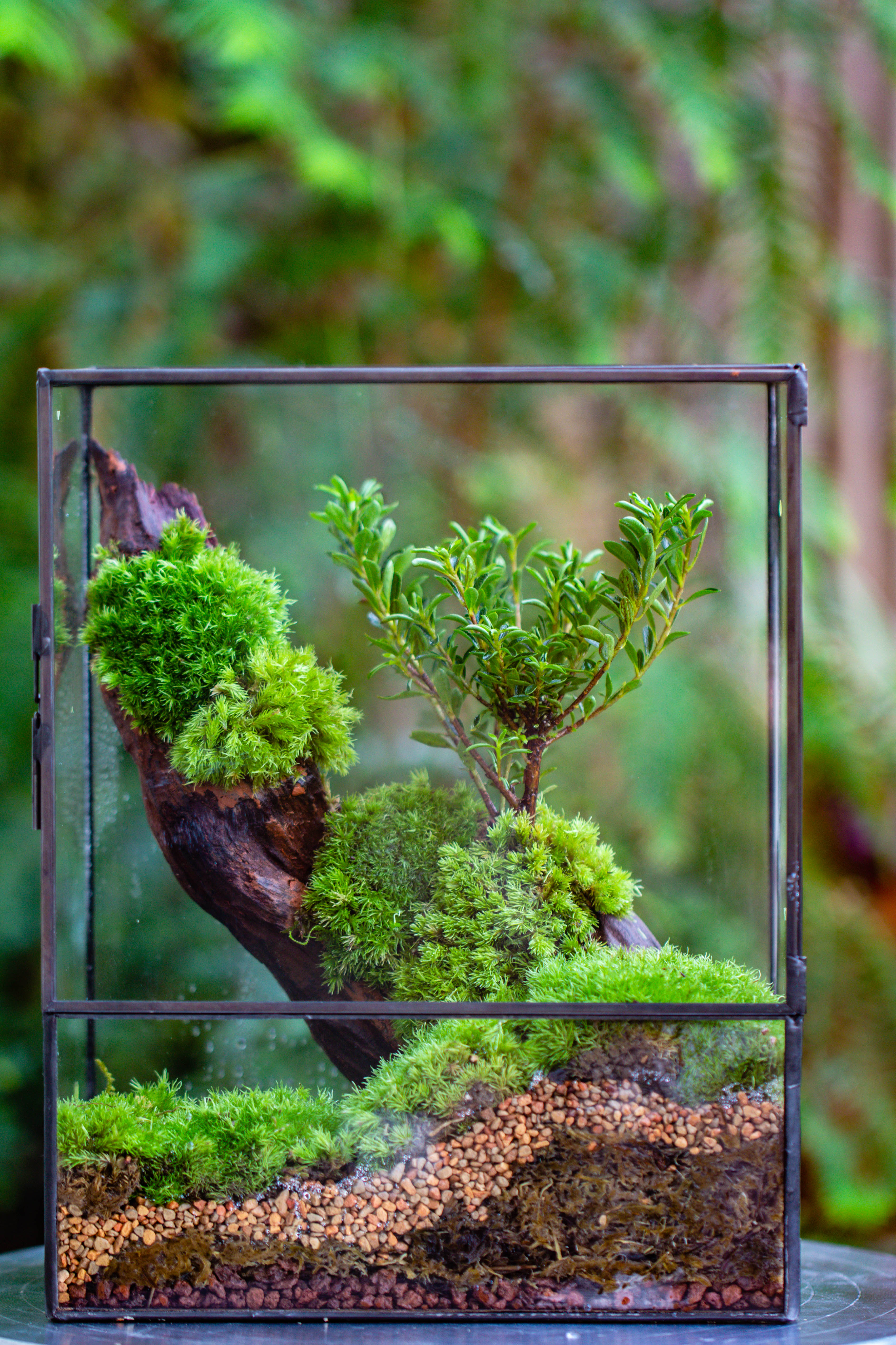 Close Geometric Glass Tin Terrarium , 8x10" and natural Driftwood Micro Landscape Moss Terrarium Building DIY set No plants, Customizable - NCYPgarden