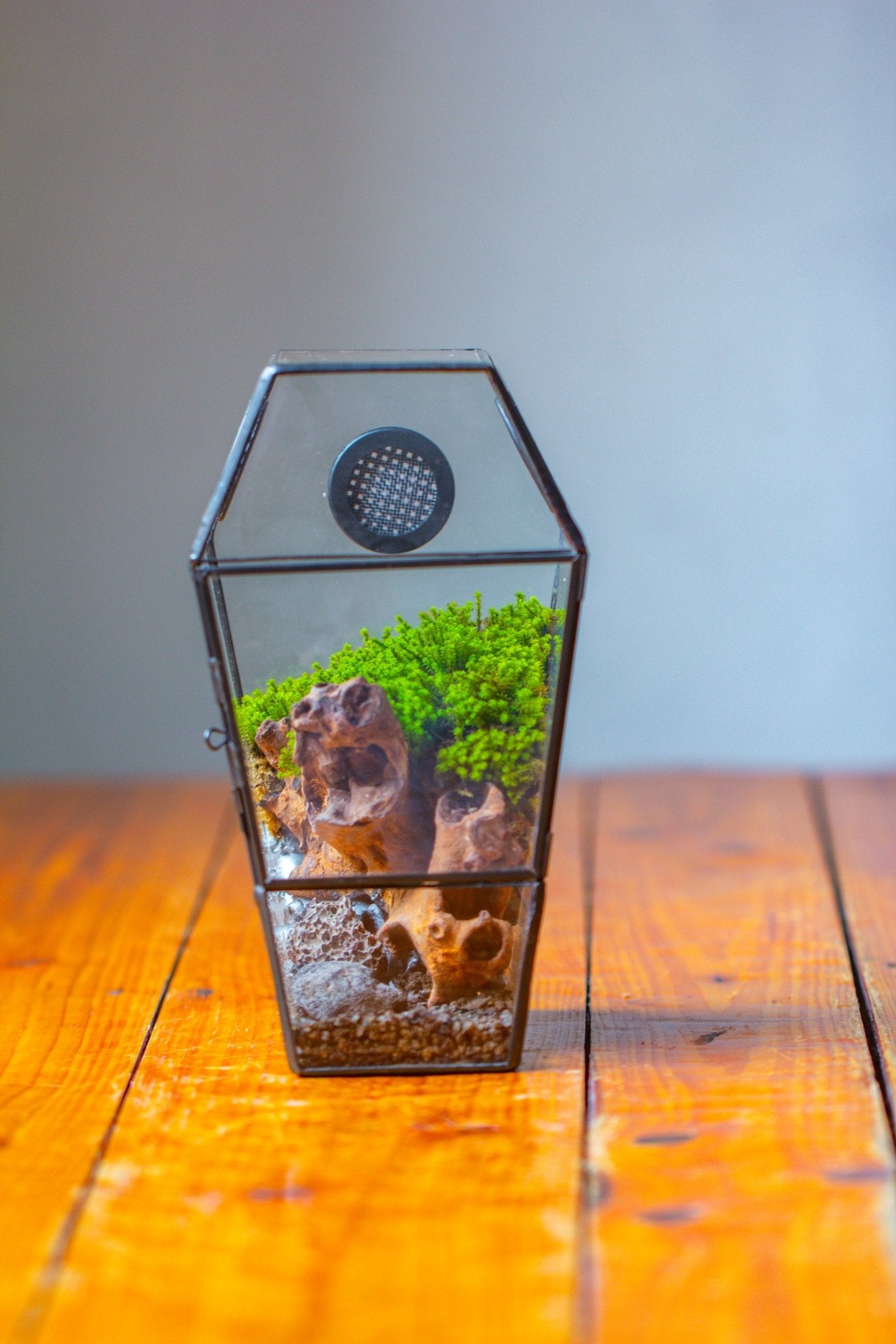 Coffin-Shaped Tin Glass Terrarium Enclosure, Gothic Style, for Jumping Spider, Insects, Snails PK01D2 - NCYPgarden