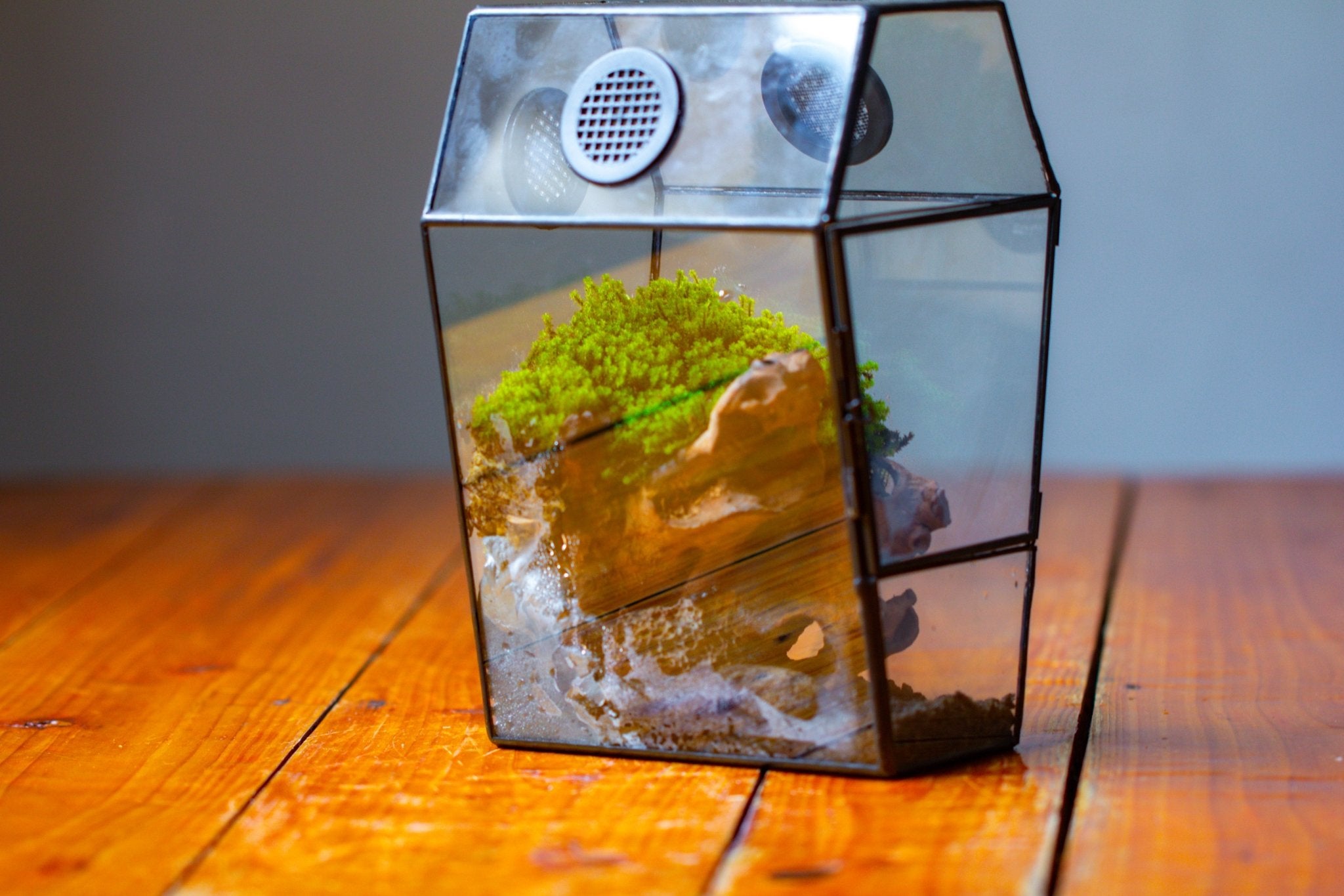 Coffin-Shaped Tin Glass Terrarium Enclosure, Gothic Style, for Jumping Spider, Insects, Snails PK01D2 - NCYPgarden