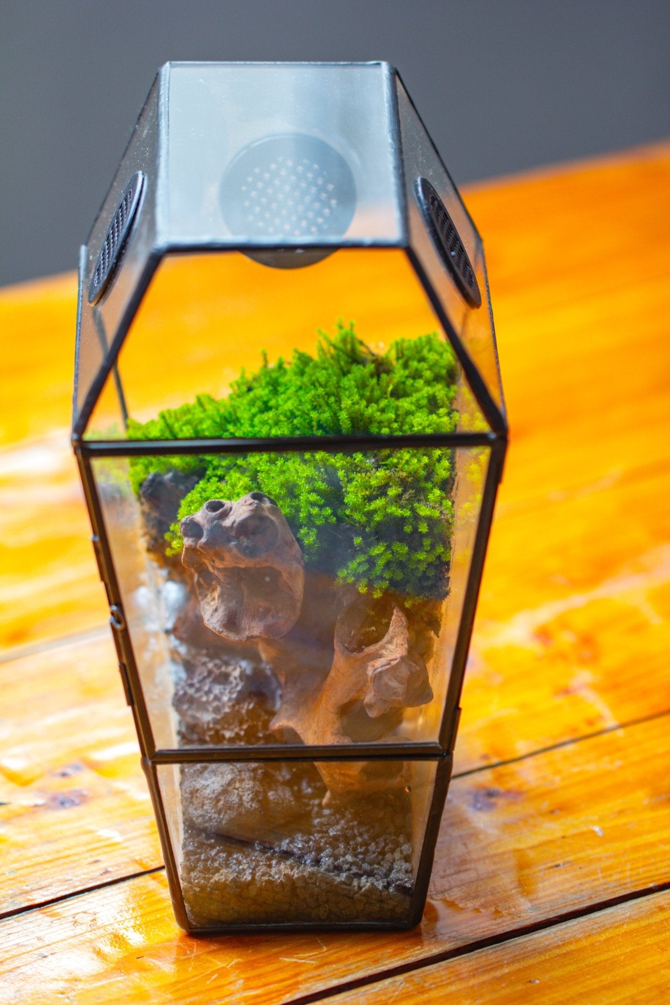 Coffin-Shaped Tin Glass Terrarium Enclosure, Gothic Style, for Jumping Spider, Insects, Snails PK01D2 - NCYPgarden