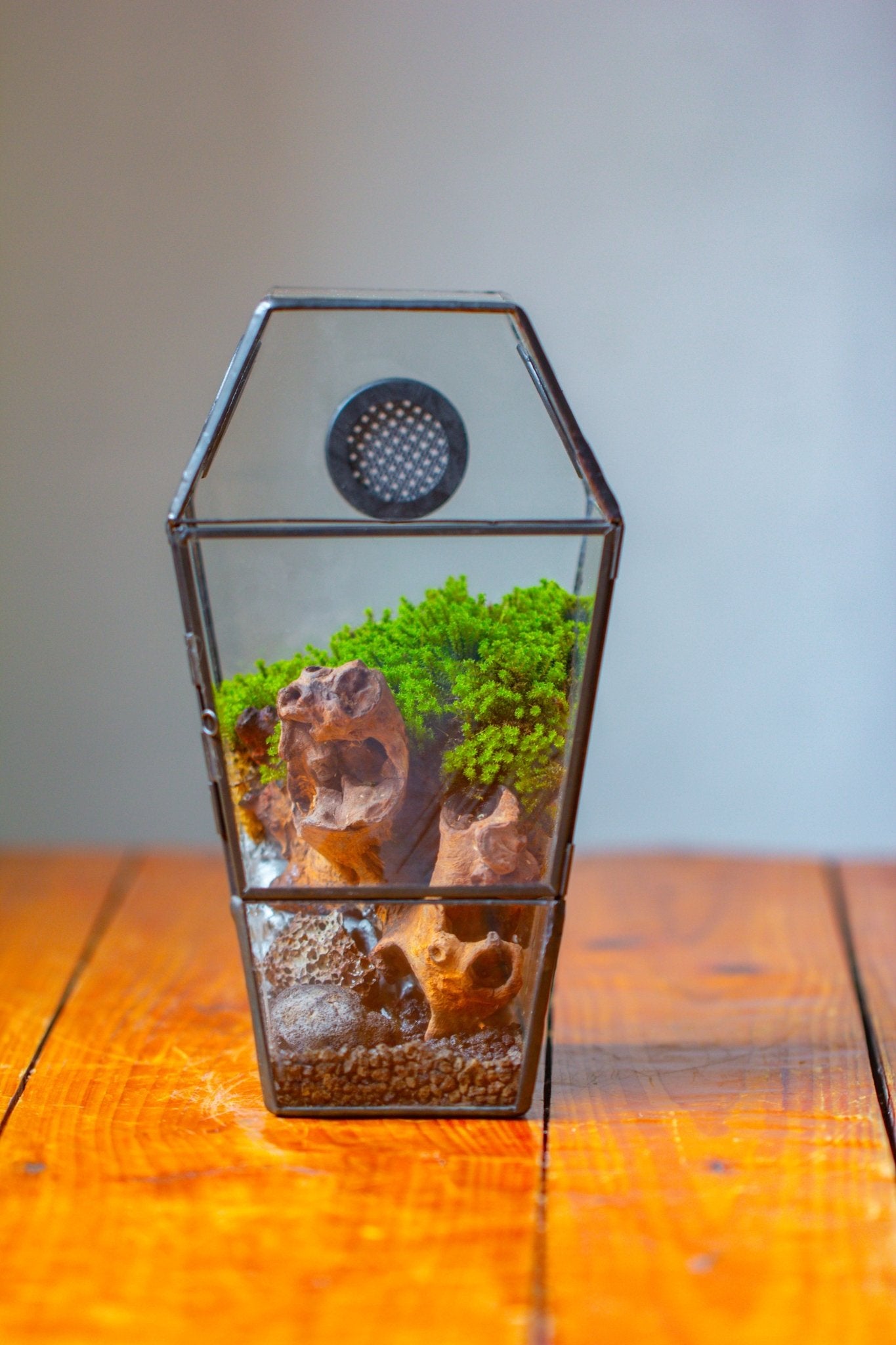 Coffin-Shaped Tin Glass Terrarium Enclosure, Gothic Style, for Jumping Spider, Insects, Snails PK01D2 - NCYPgarden