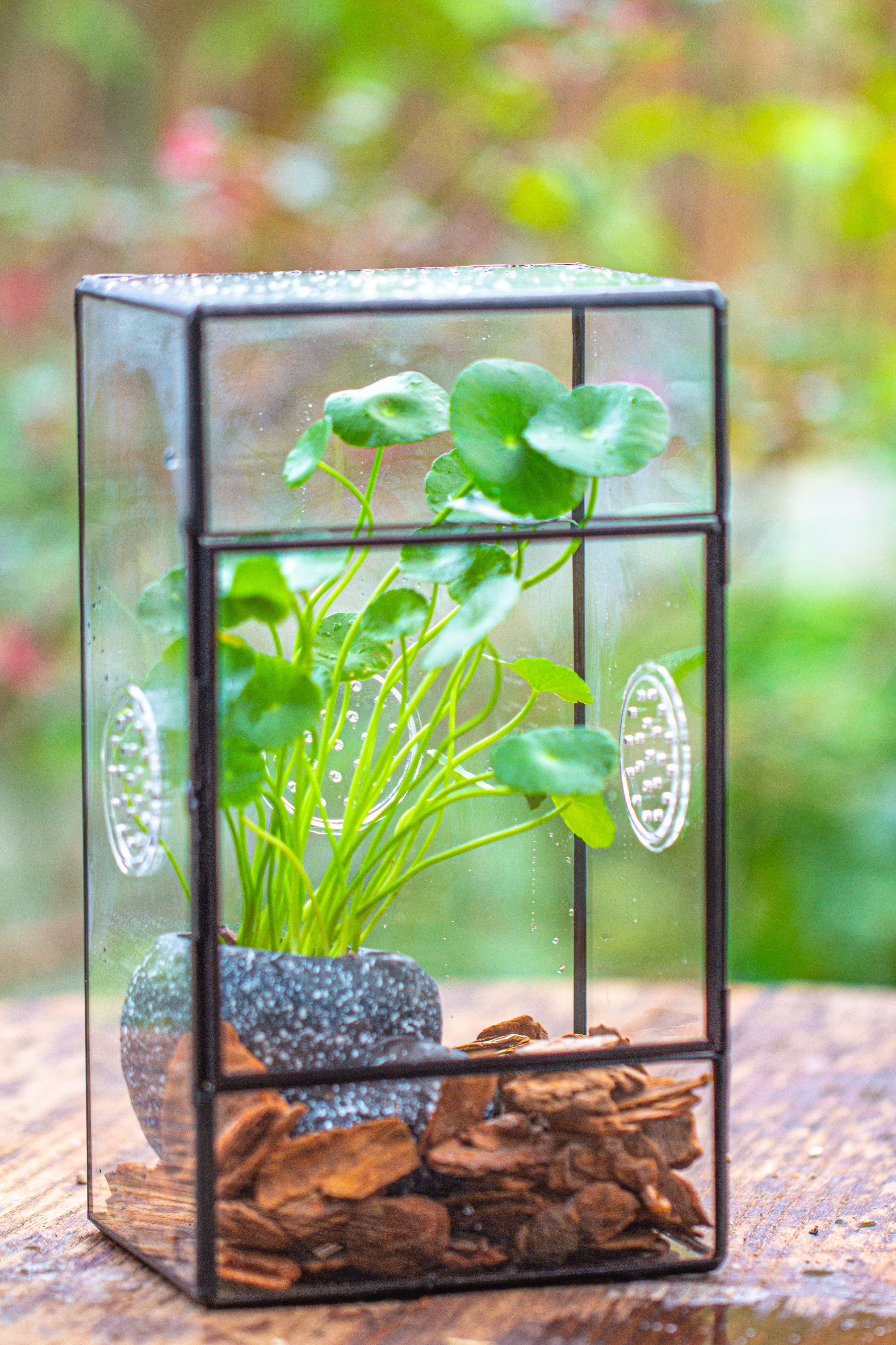 NCYP Rectangle Tin and Glass Geometric Terrarium,  with side door,  with Mesh  / vent holes for small Insects Pet - NCYPgarden