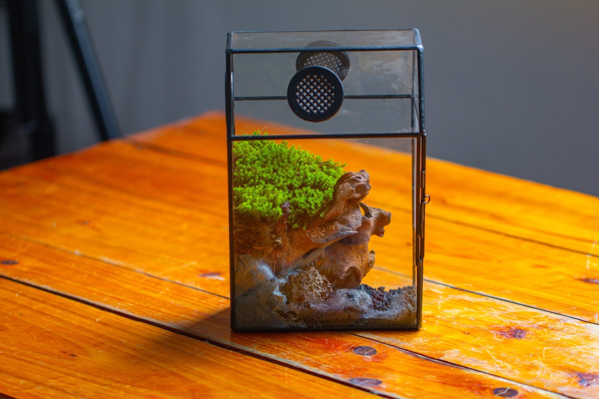 Coffin-Shaped Tin Glass Terrarium Enclosure, Gothic Style, for Jumping Spider, Insects, Snails PK01D2 - NCYPgarden