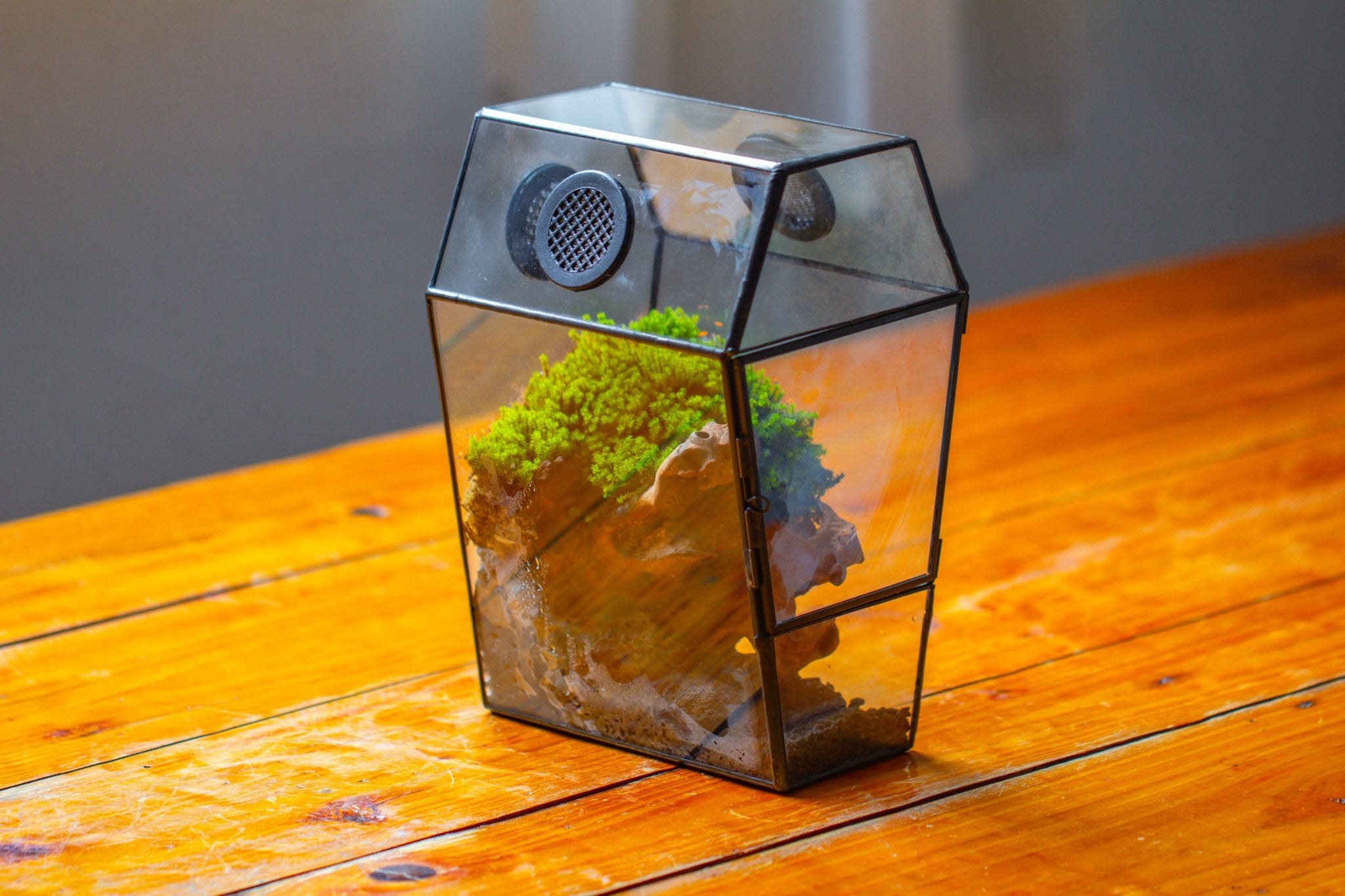 Coffin-Shaped Tin Glass Terrarium Enclosure, Gothic Style, for Jumping Spider, Insects, Snails PK01D2 - NCYPgarden
