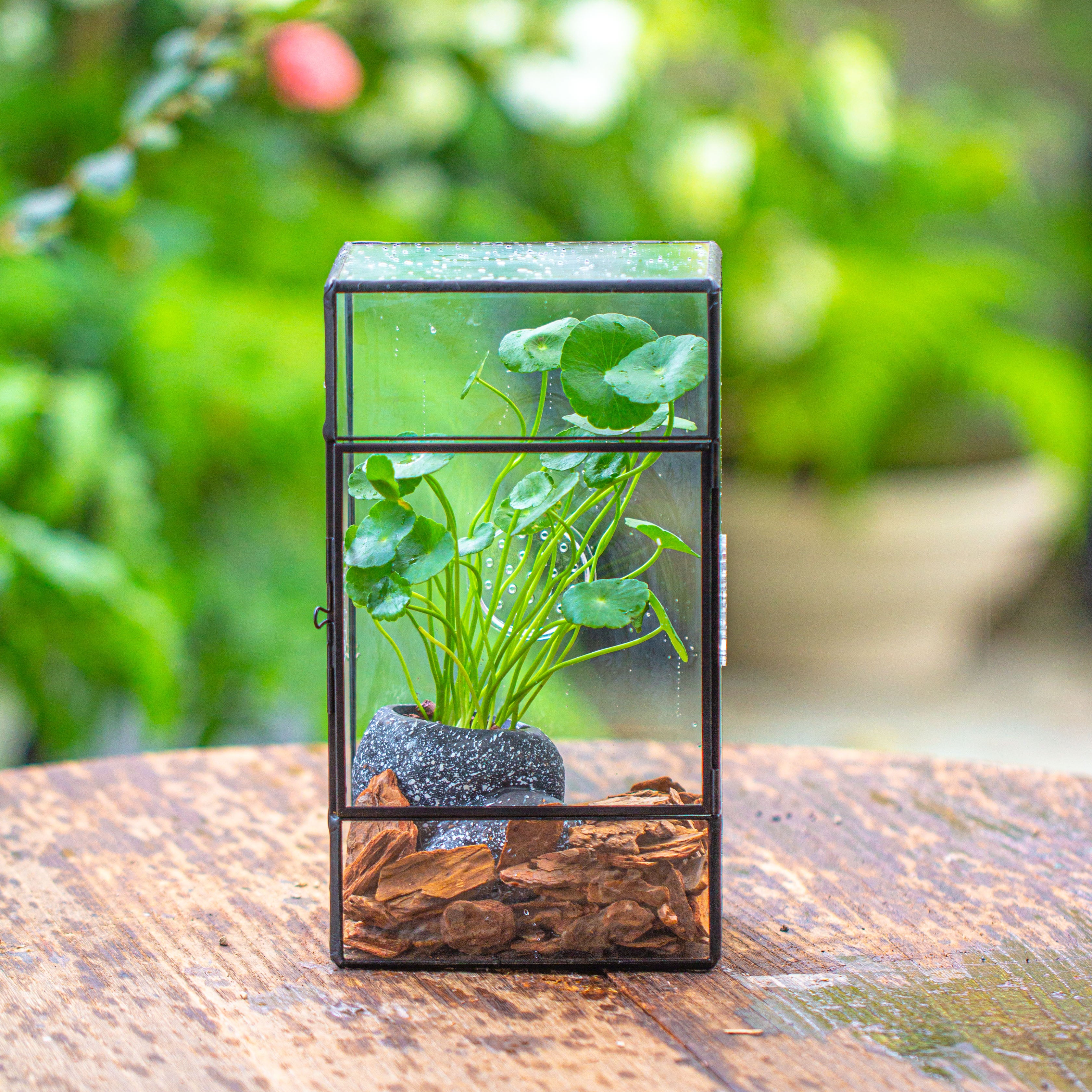 NCYP Rectangle Tin and Glass Geometric Terrarium,  with side door,  with Mesh  / vent holes for small Insects Pet - NCYPgarden