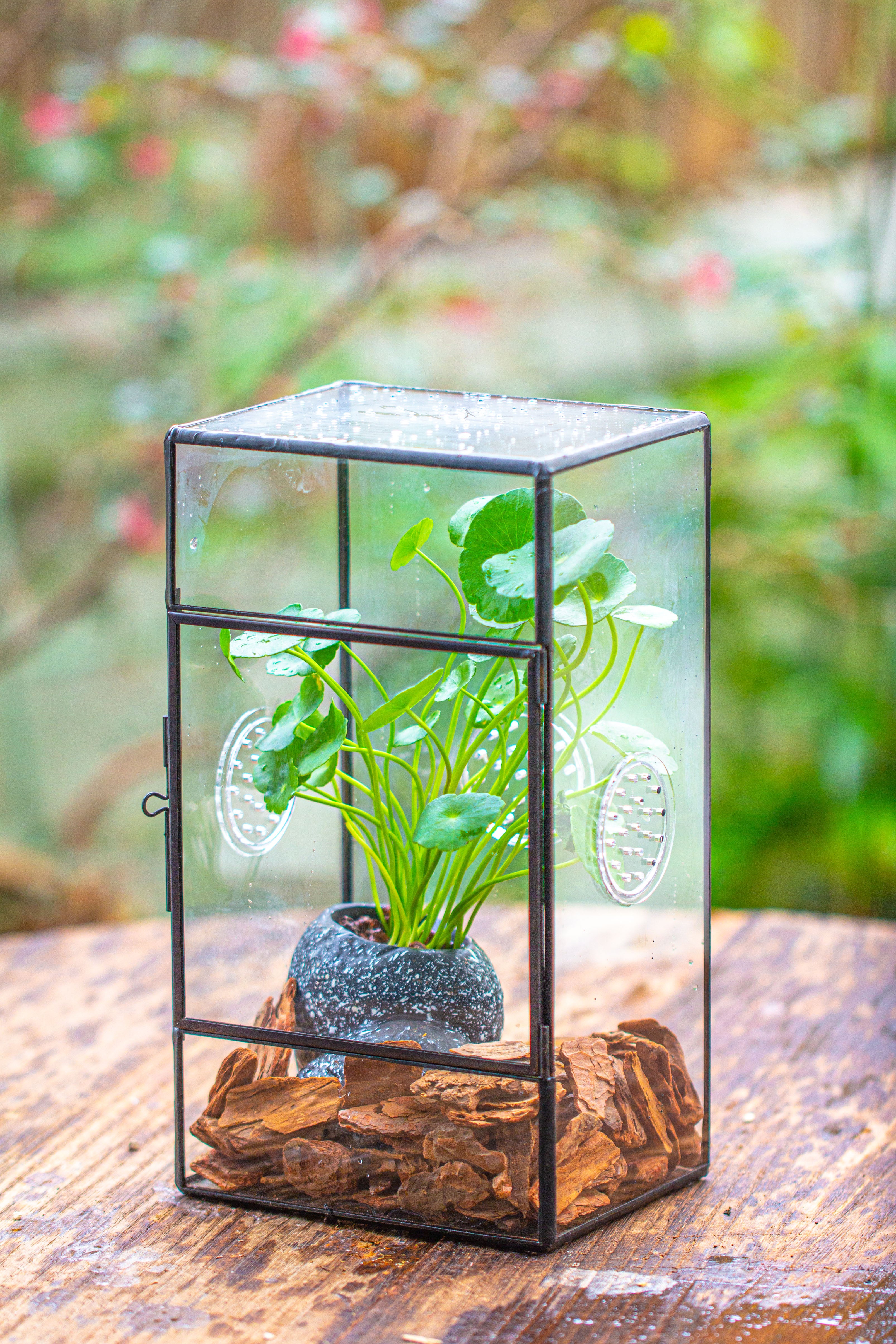 NCYP Rectangle Tin and Glass Geometric Terrarium,  with side door,  with Mesh  / vent holes for small Insects Pet - NCYPgarden