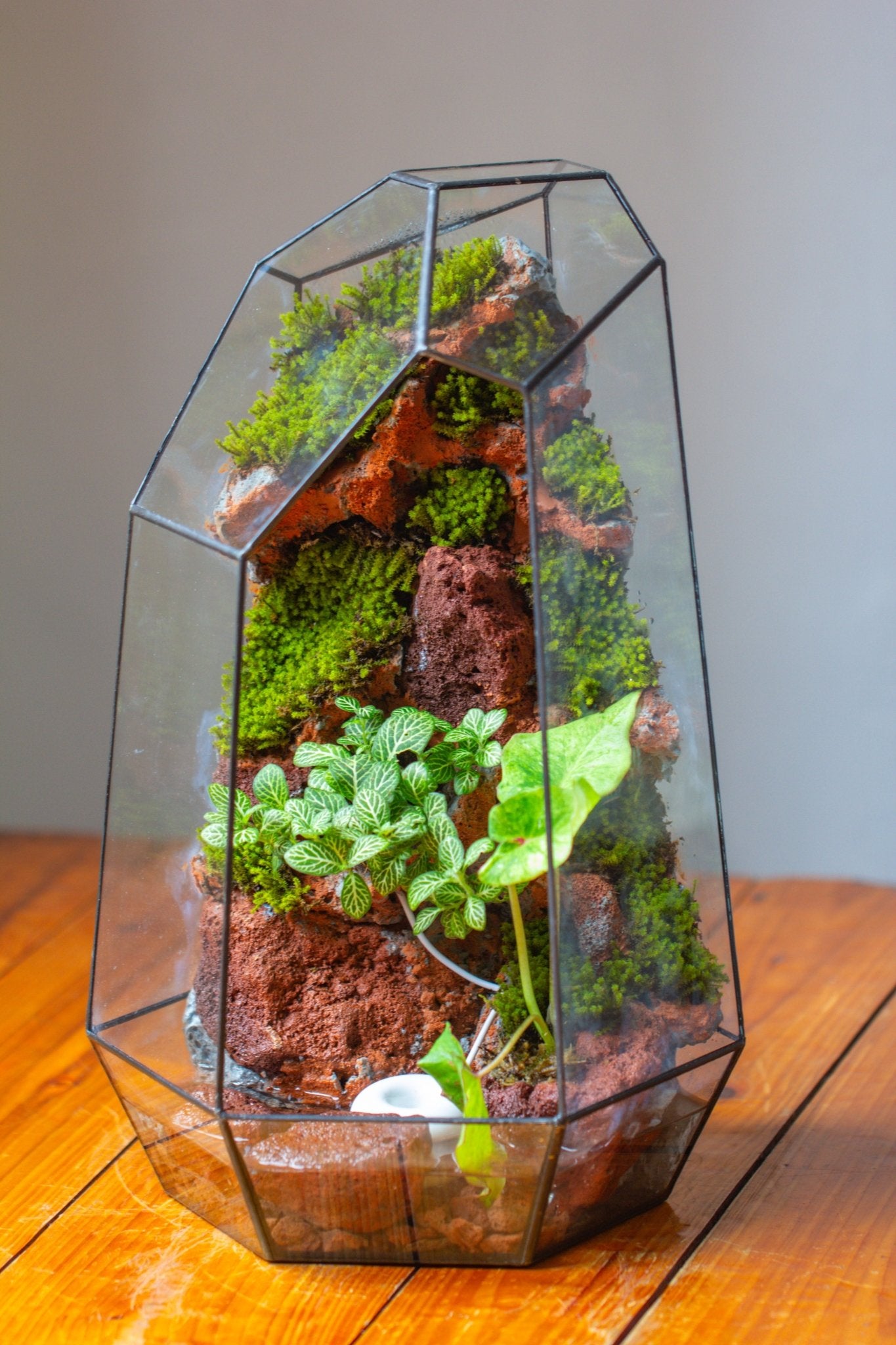 Handmade Extra Large Tall Irregular Glass Geometric Terrarium，Open, Waterproof, with Wire hole - NCYPgarden