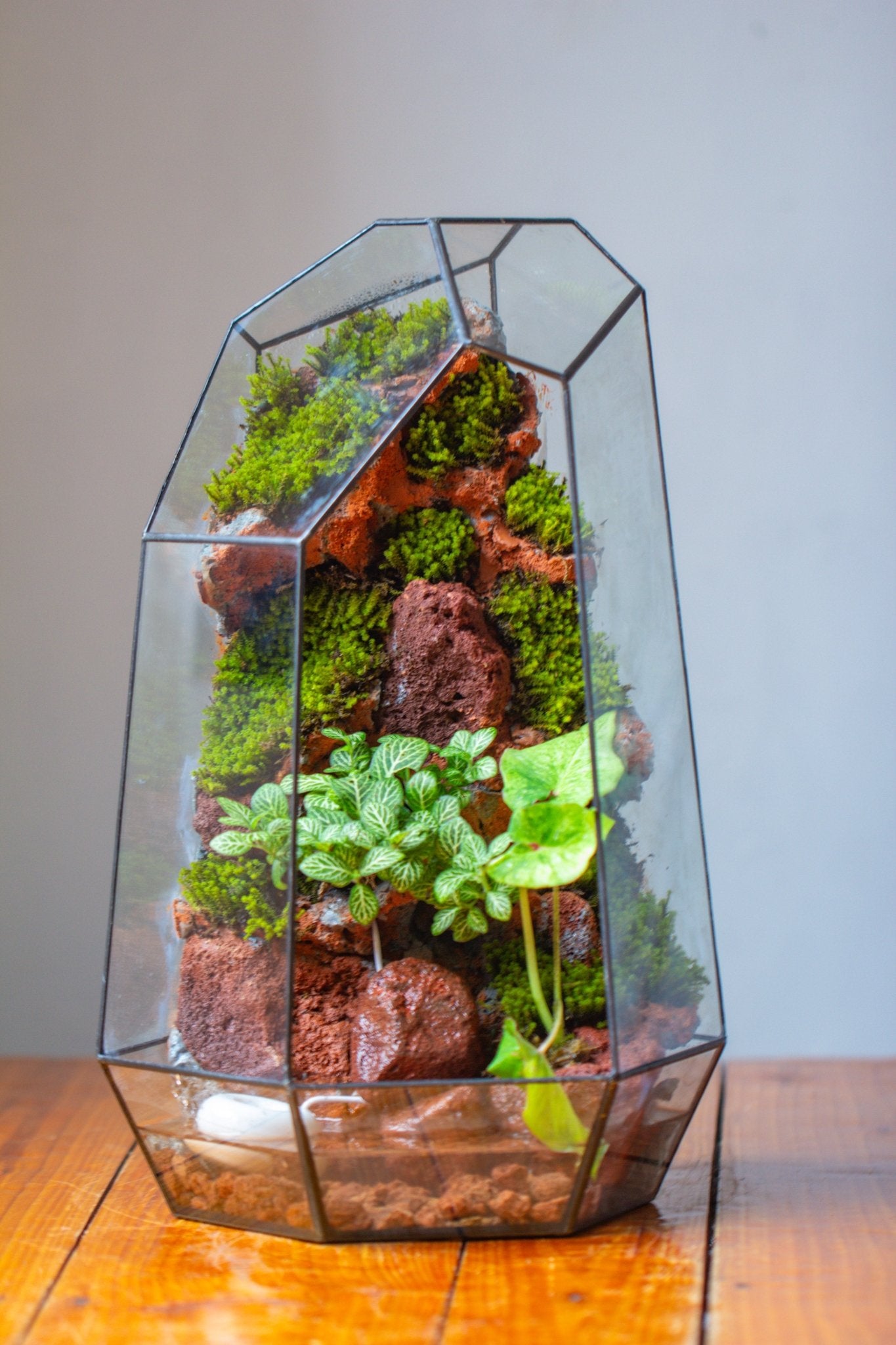 Handmade Extra Large Tall Irregular Glass Geometric Terrarium，Open, Waterproof, with Wire hole - NCYPgarden