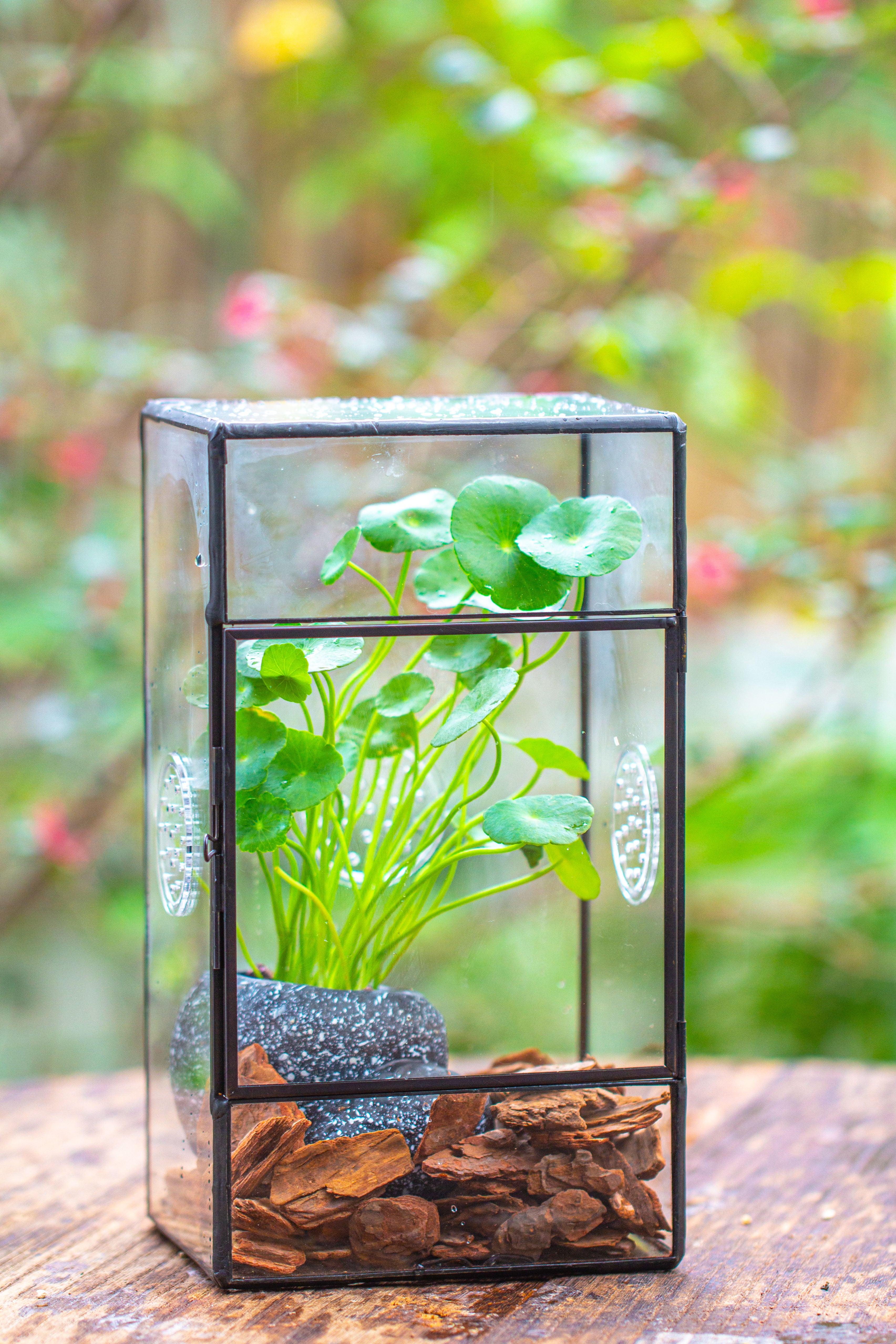 NCYP Rectangle Tin and Glass Geometric Terrarium,  with side door,  with Mesh  / vent holes for small Insects Pet - NCYPgarden